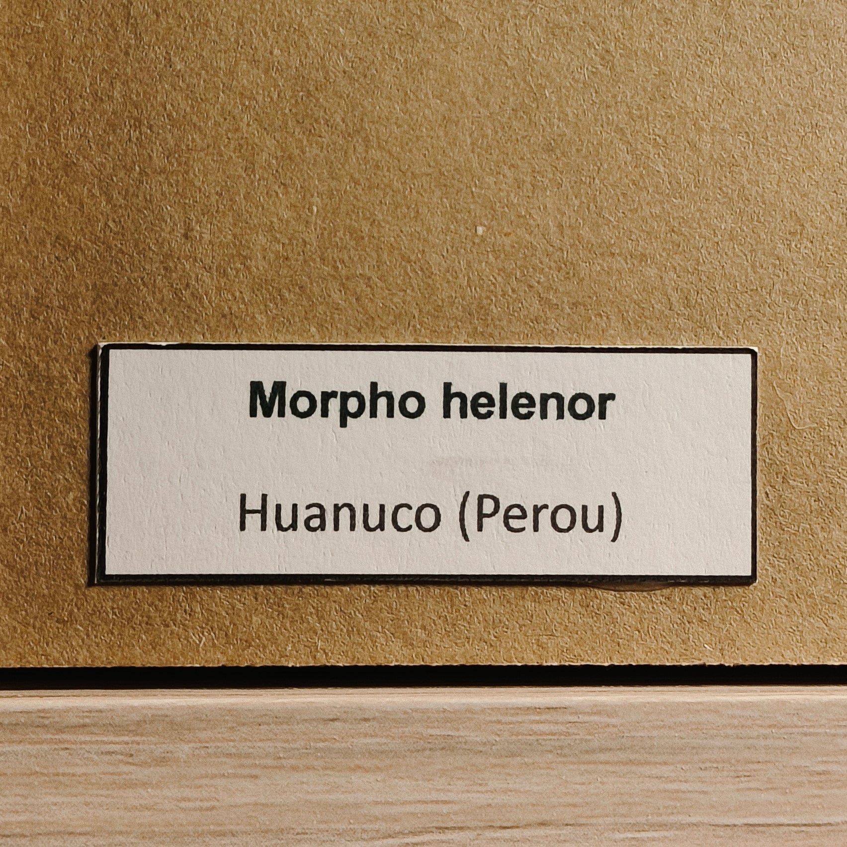 Morpho helenor