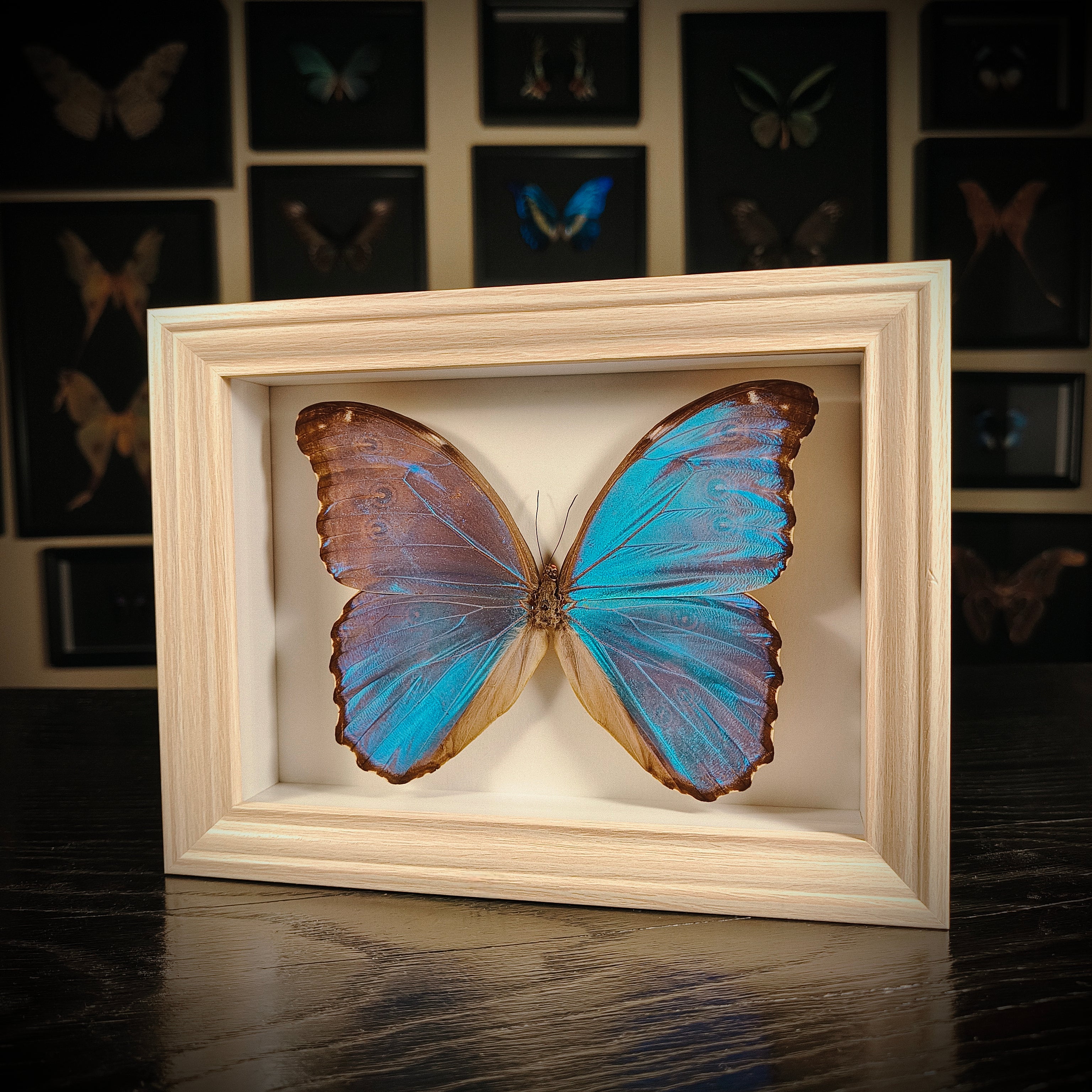Morpho didius
