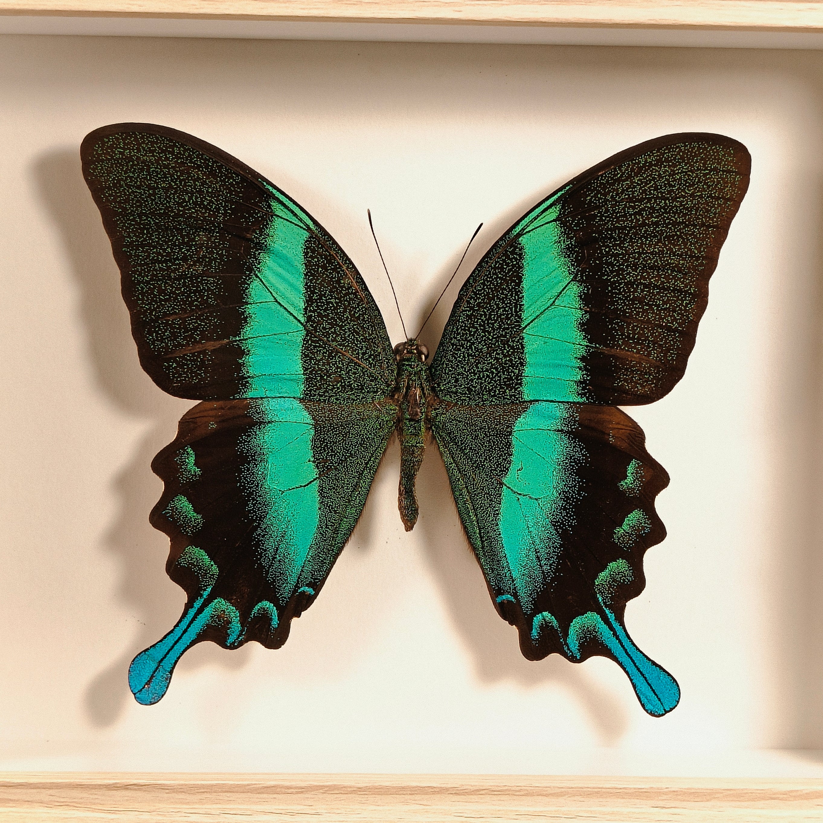 Papilio blumei