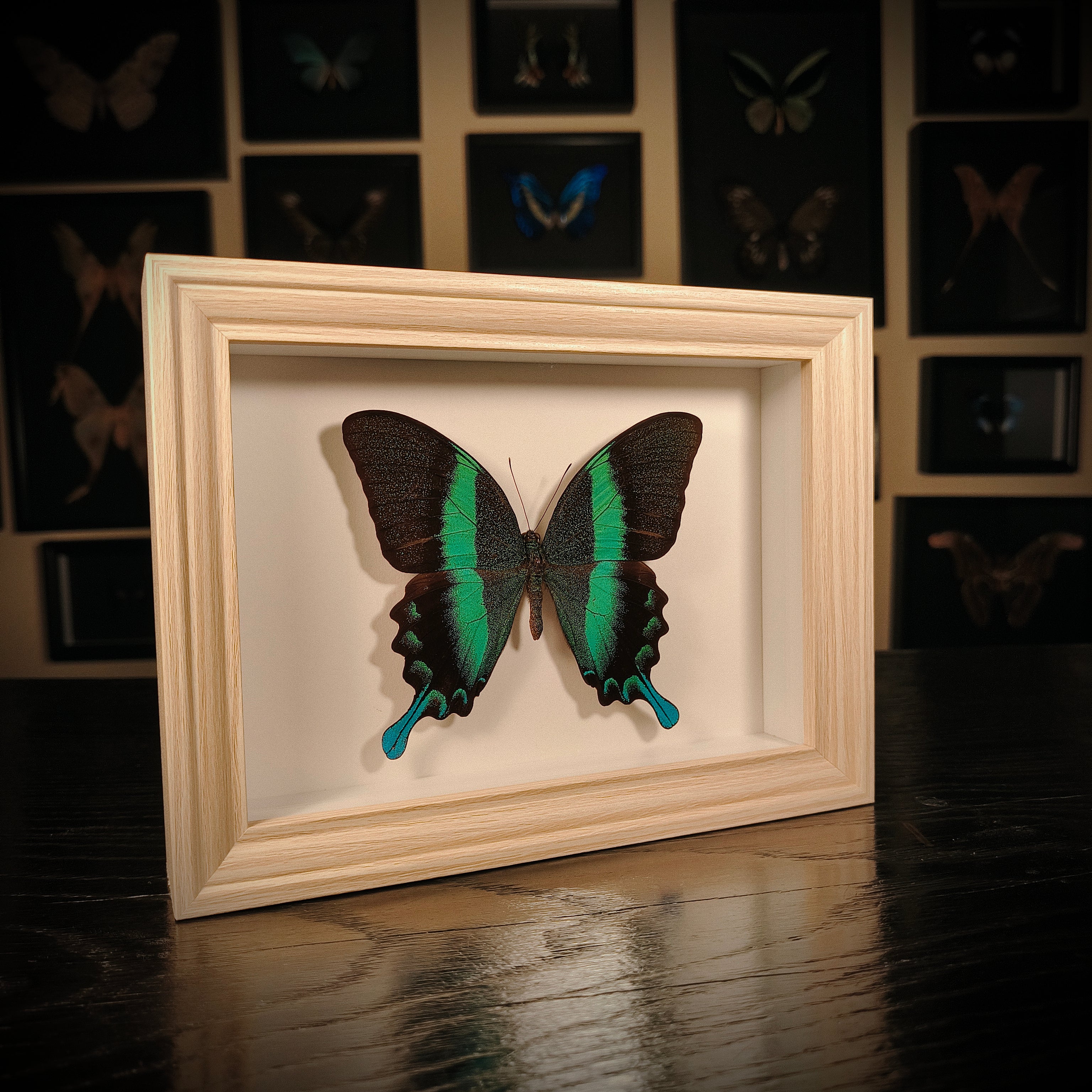 Papilio blumei