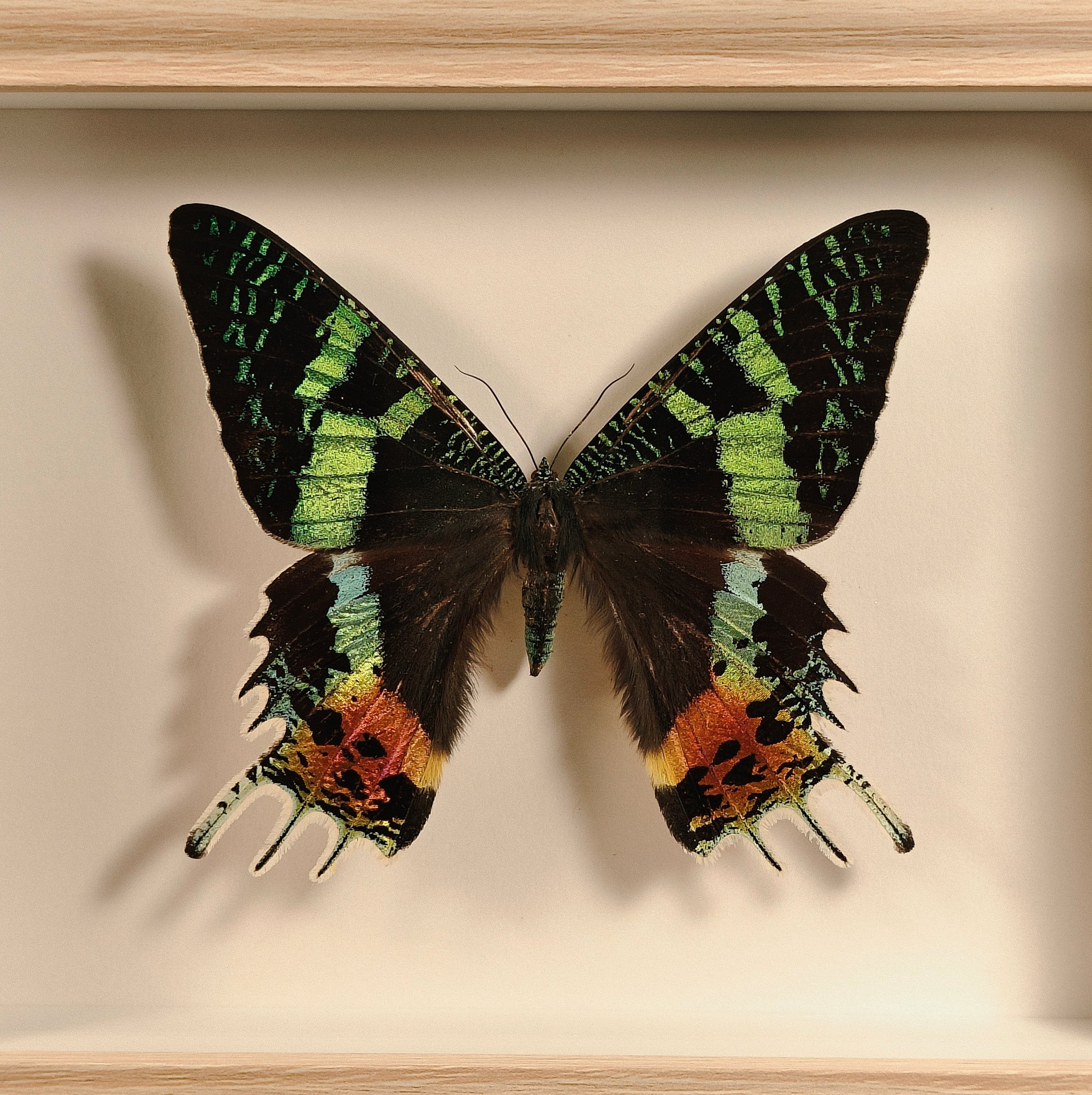 Urania ripheus (Chrysiridia rhipheus)