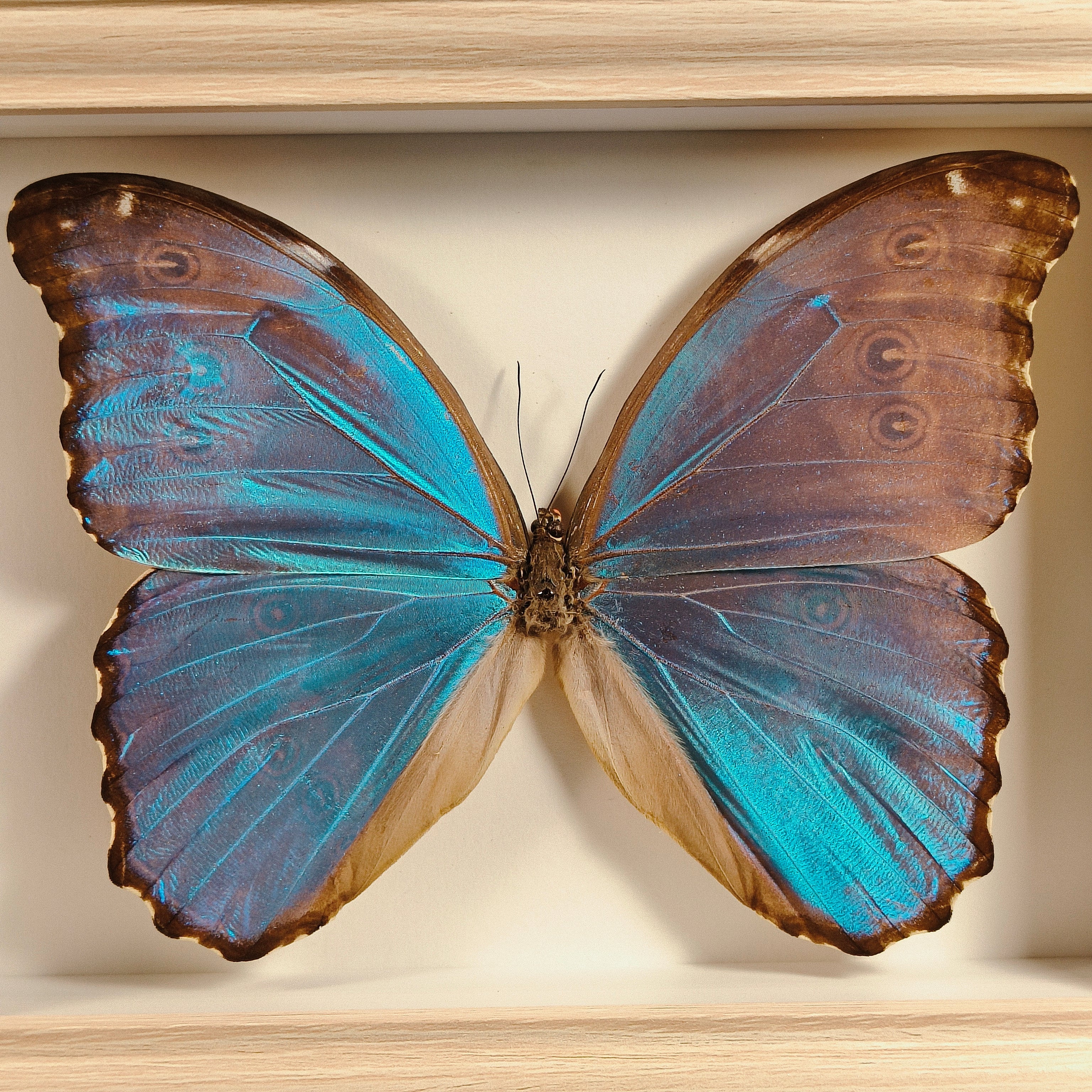 Morpho didius