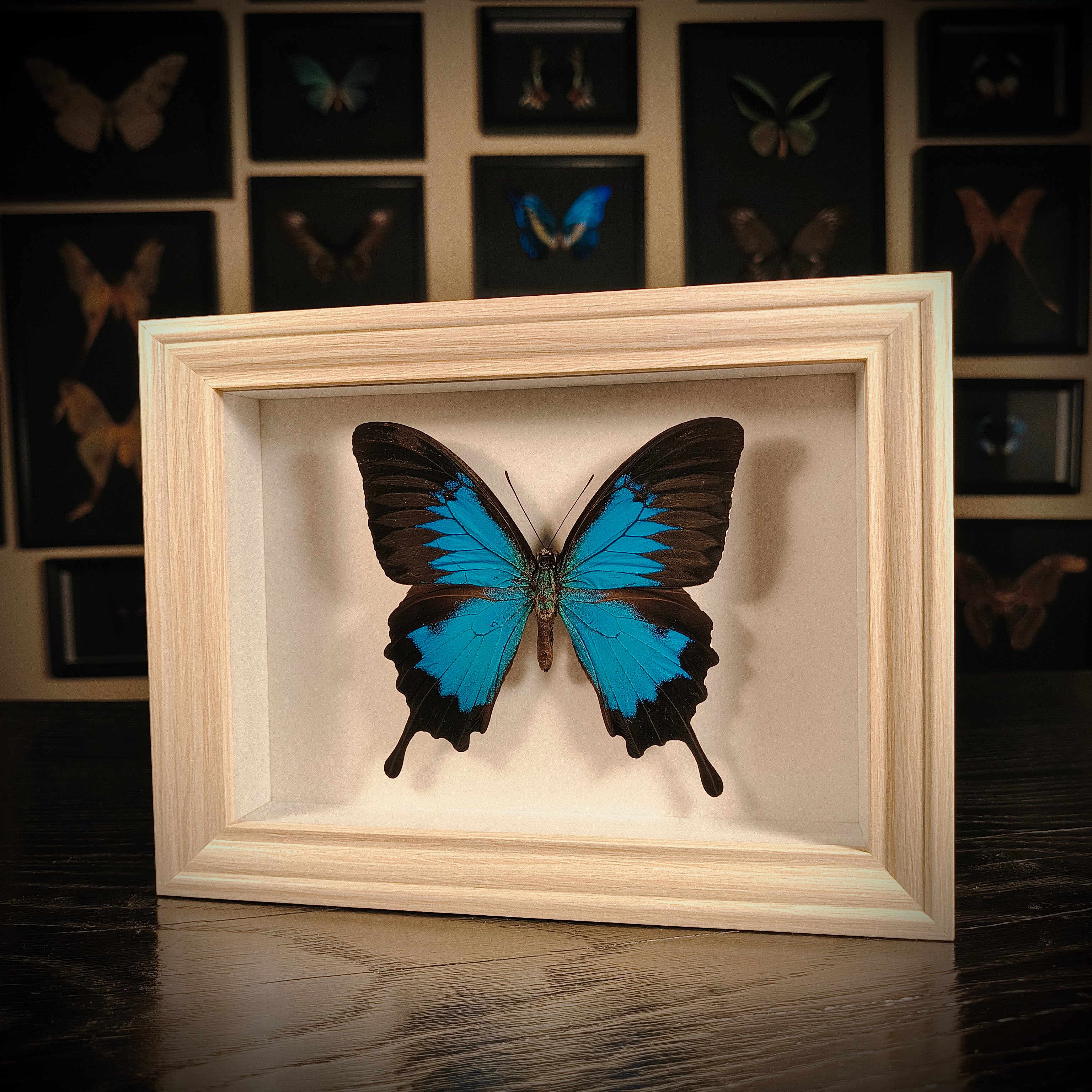 Papilio ulysses