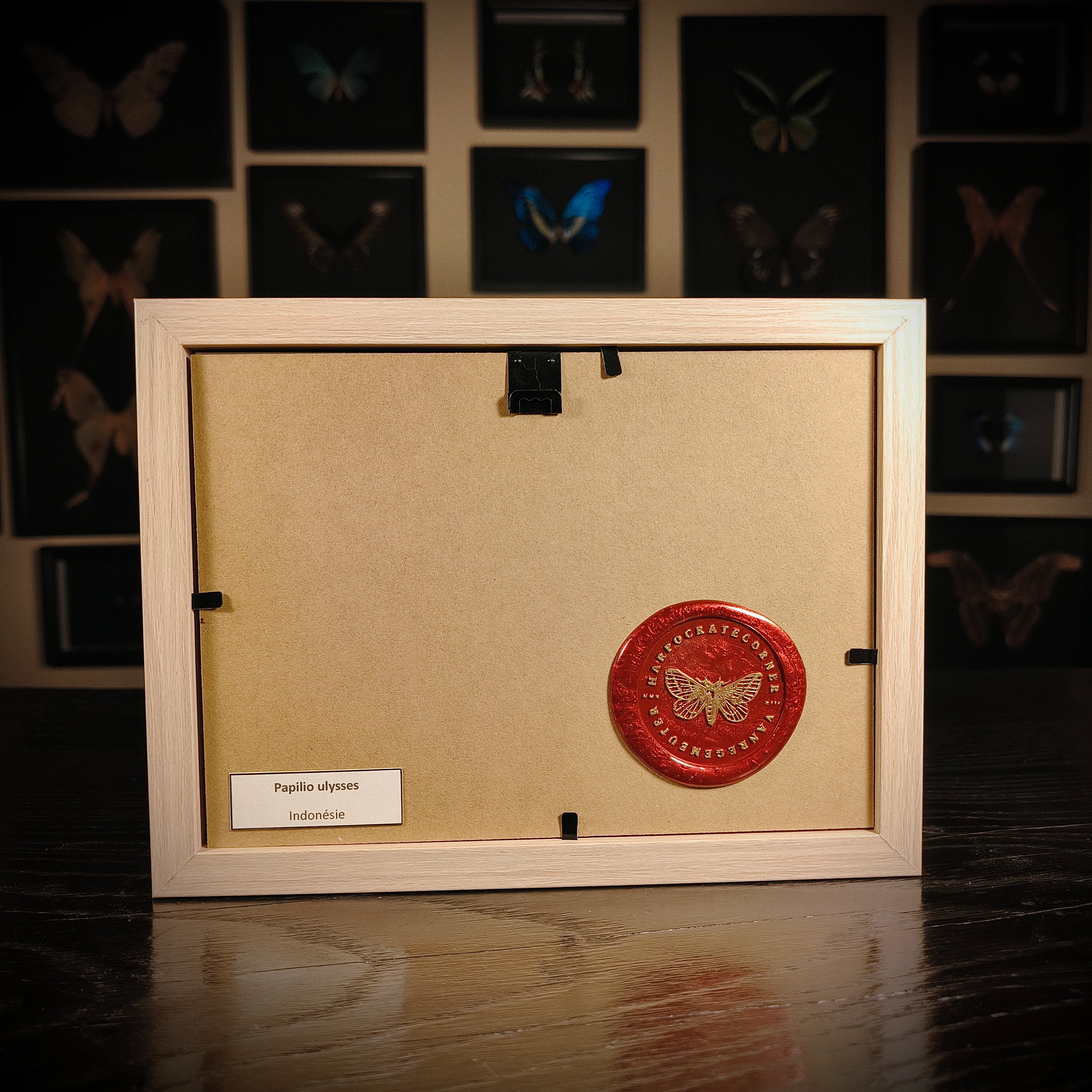 Papilio ulysses