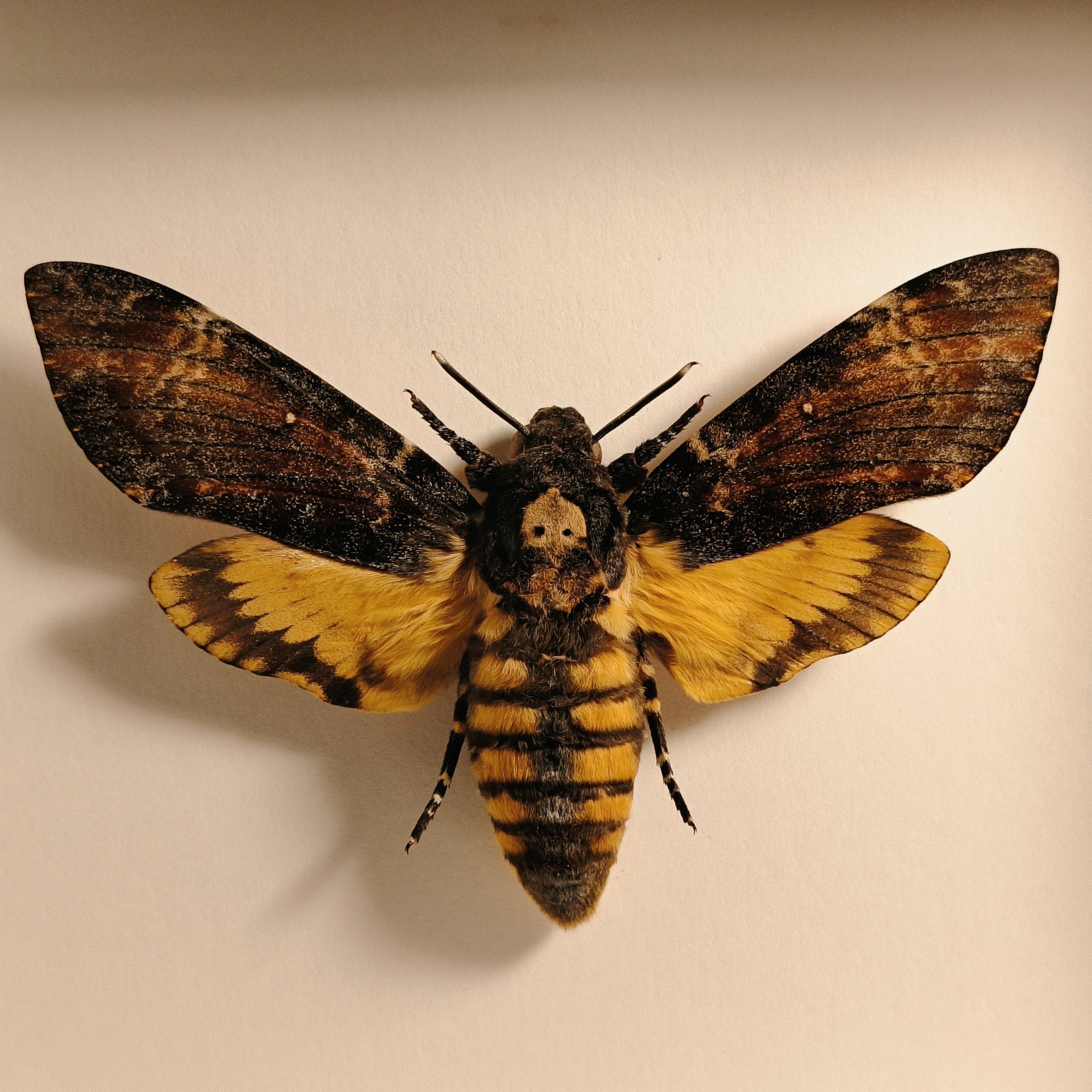 Acherontia atropos