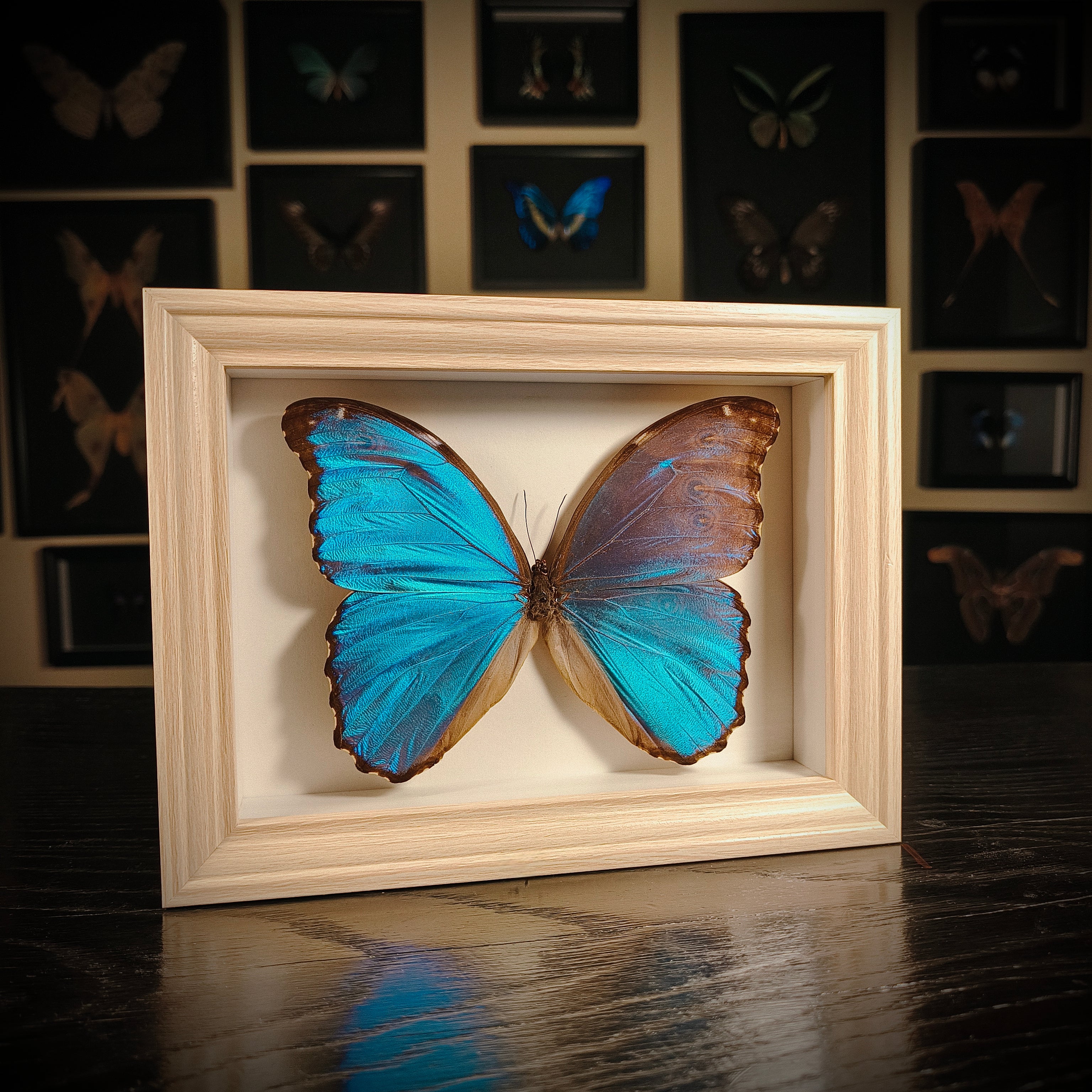 Morpho didius