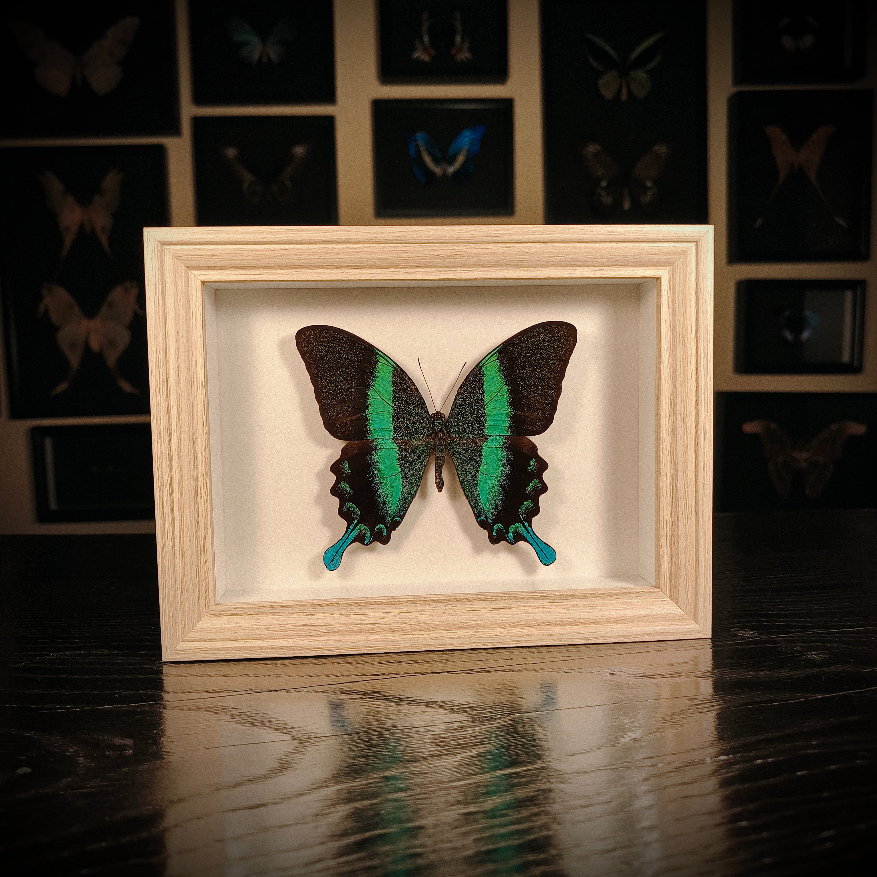 Papilio blumei