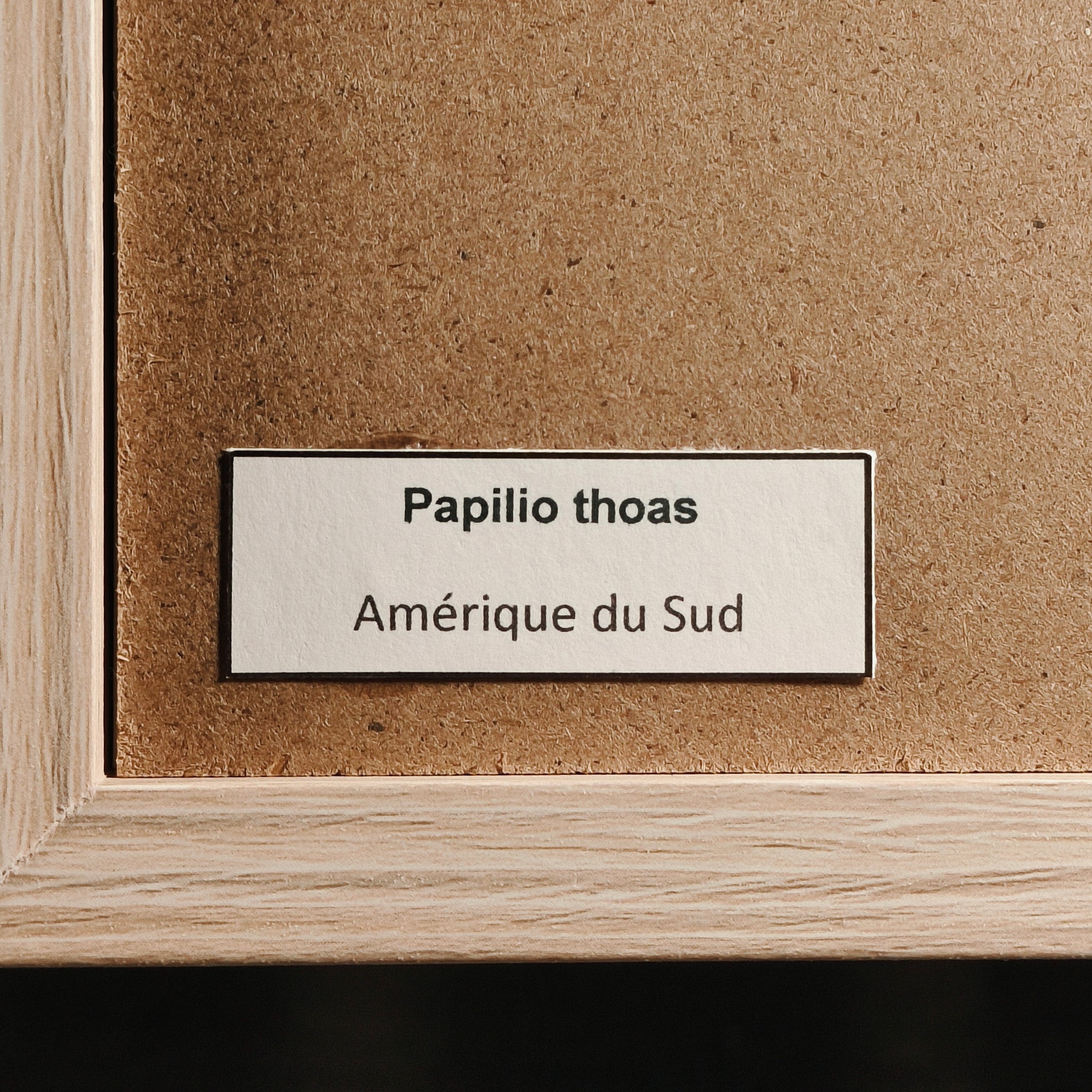 Papilio thoas