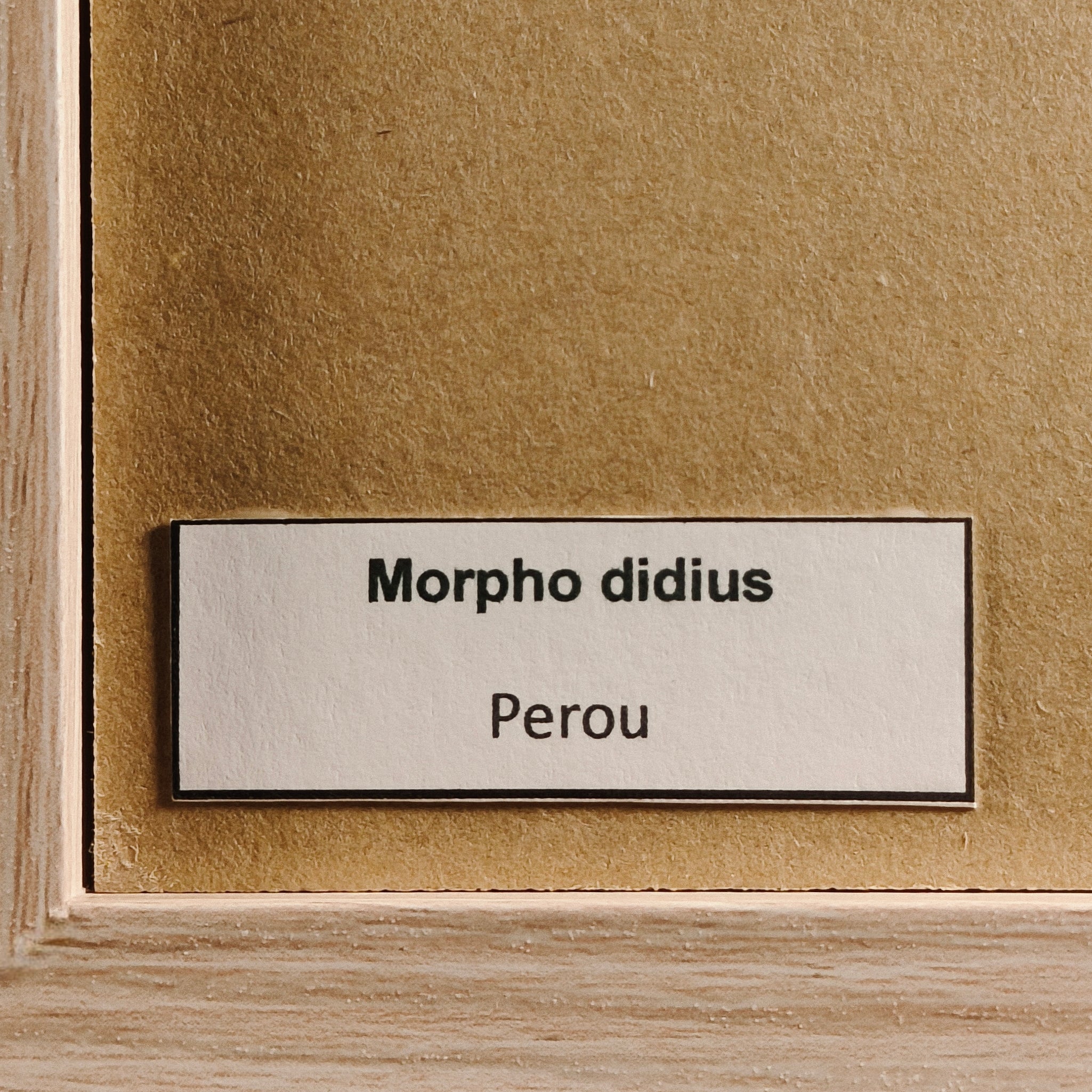 Morpho didius