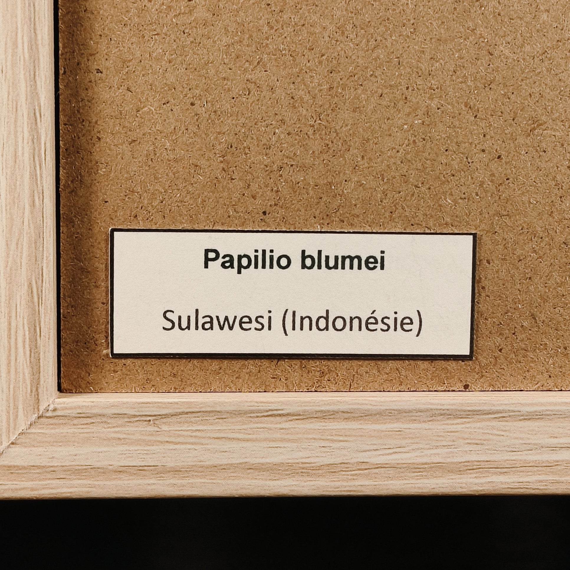Papilio blumei