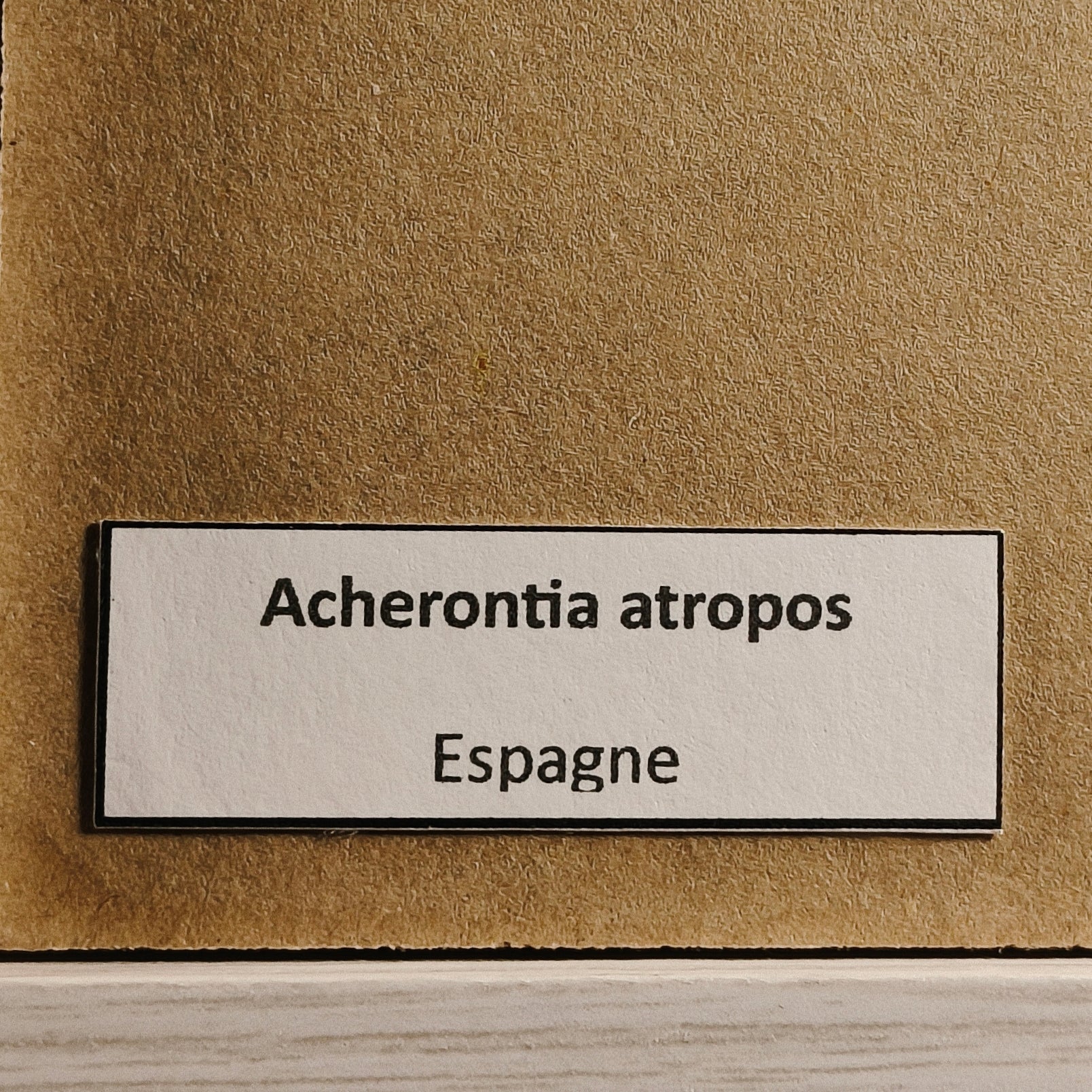 Acherontia atropos