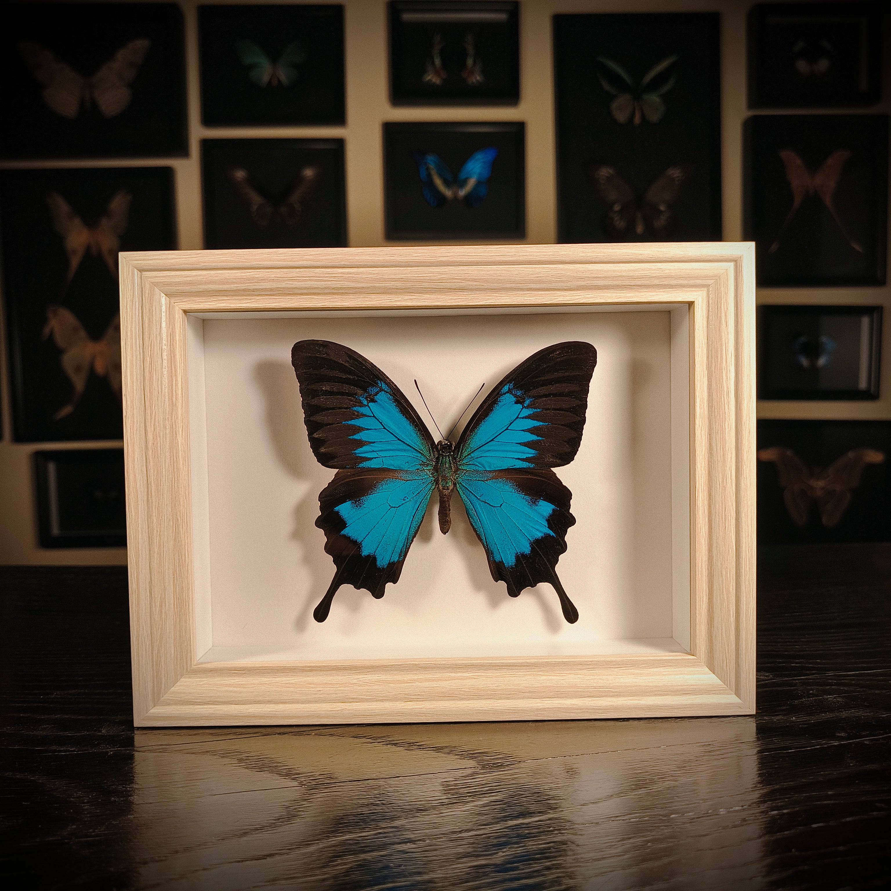 Papilio ulysses
