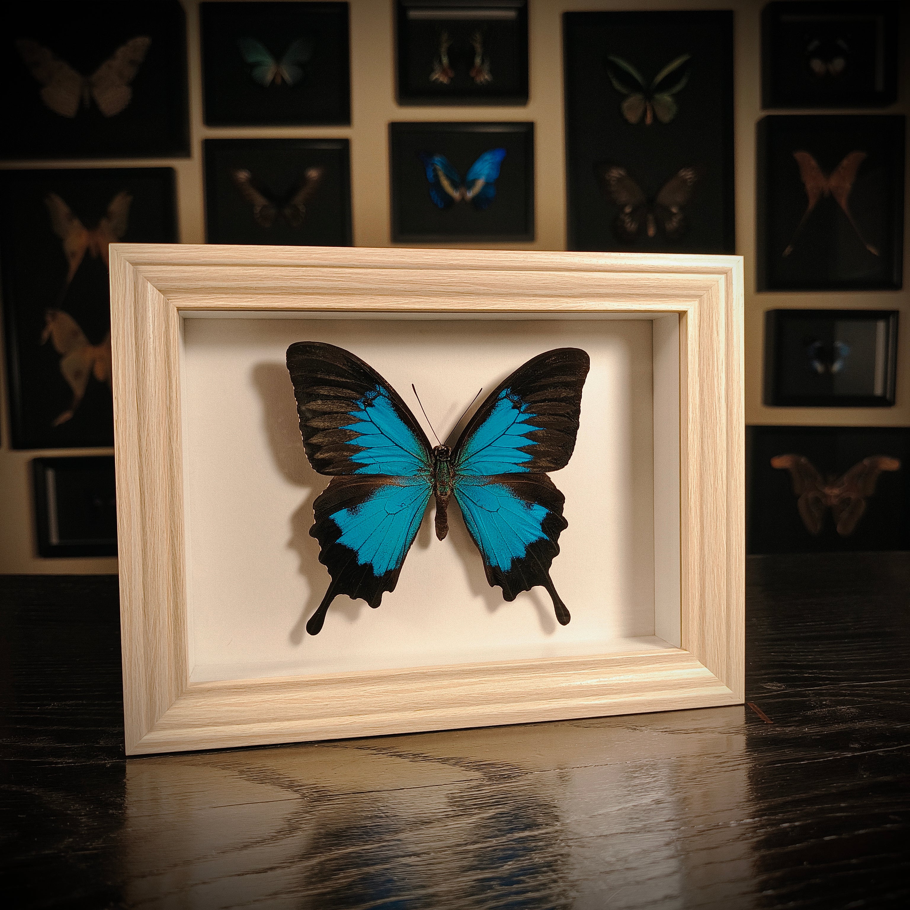 Papilio ulysses