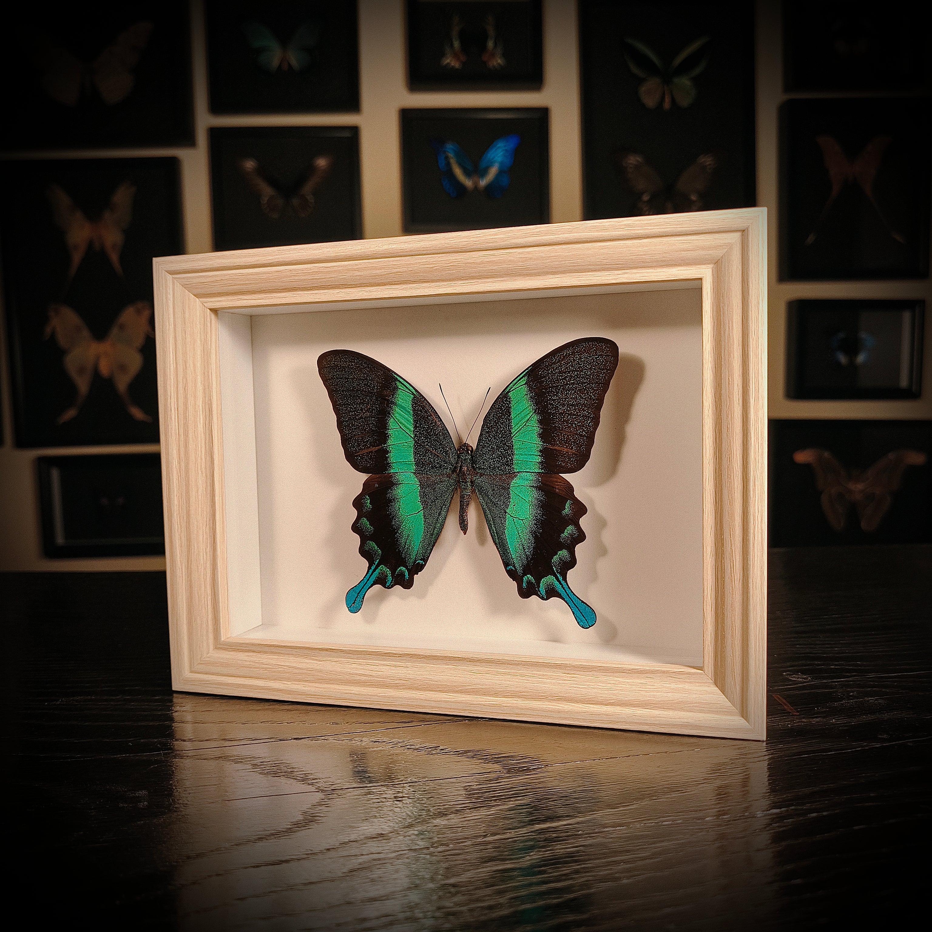 Papilio blumei