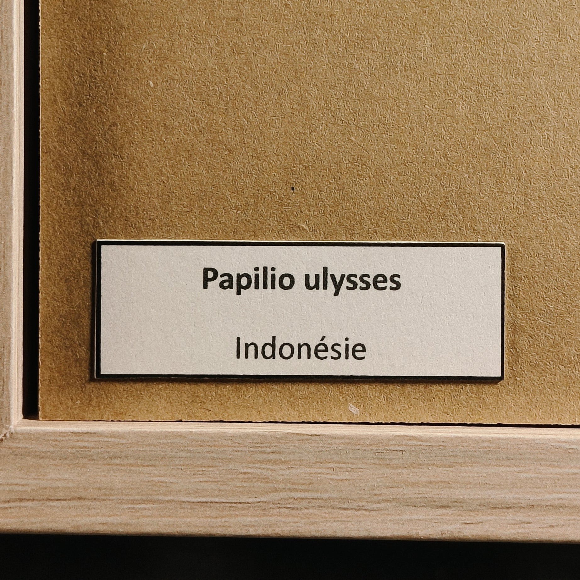 Papilio ulysses