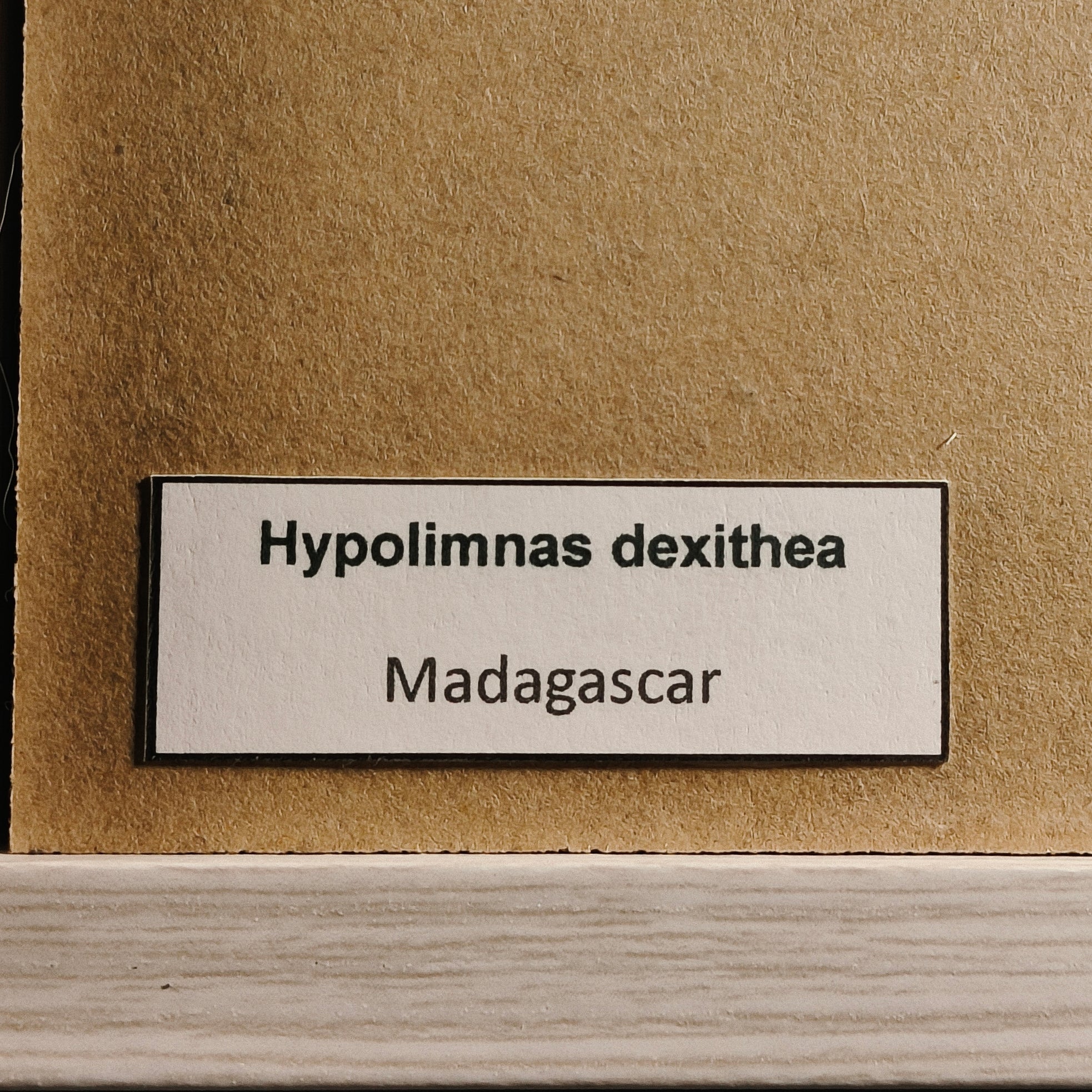 Hypolimnas dexithea