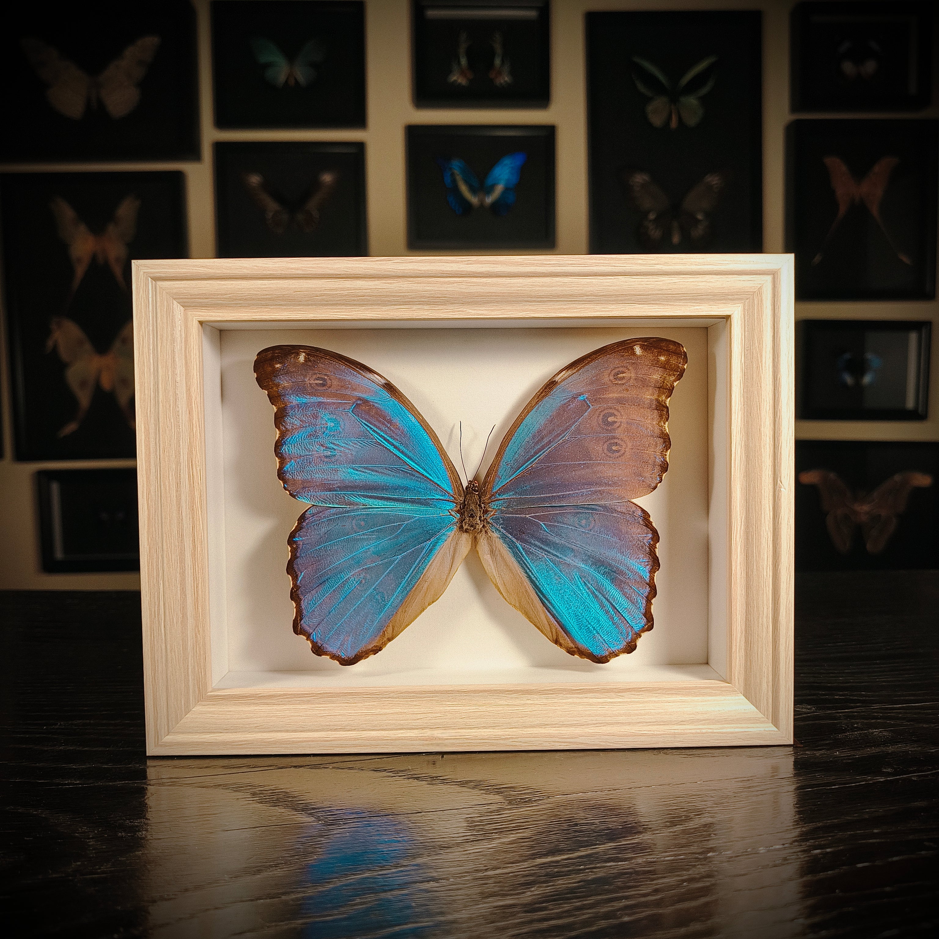Morpho didius