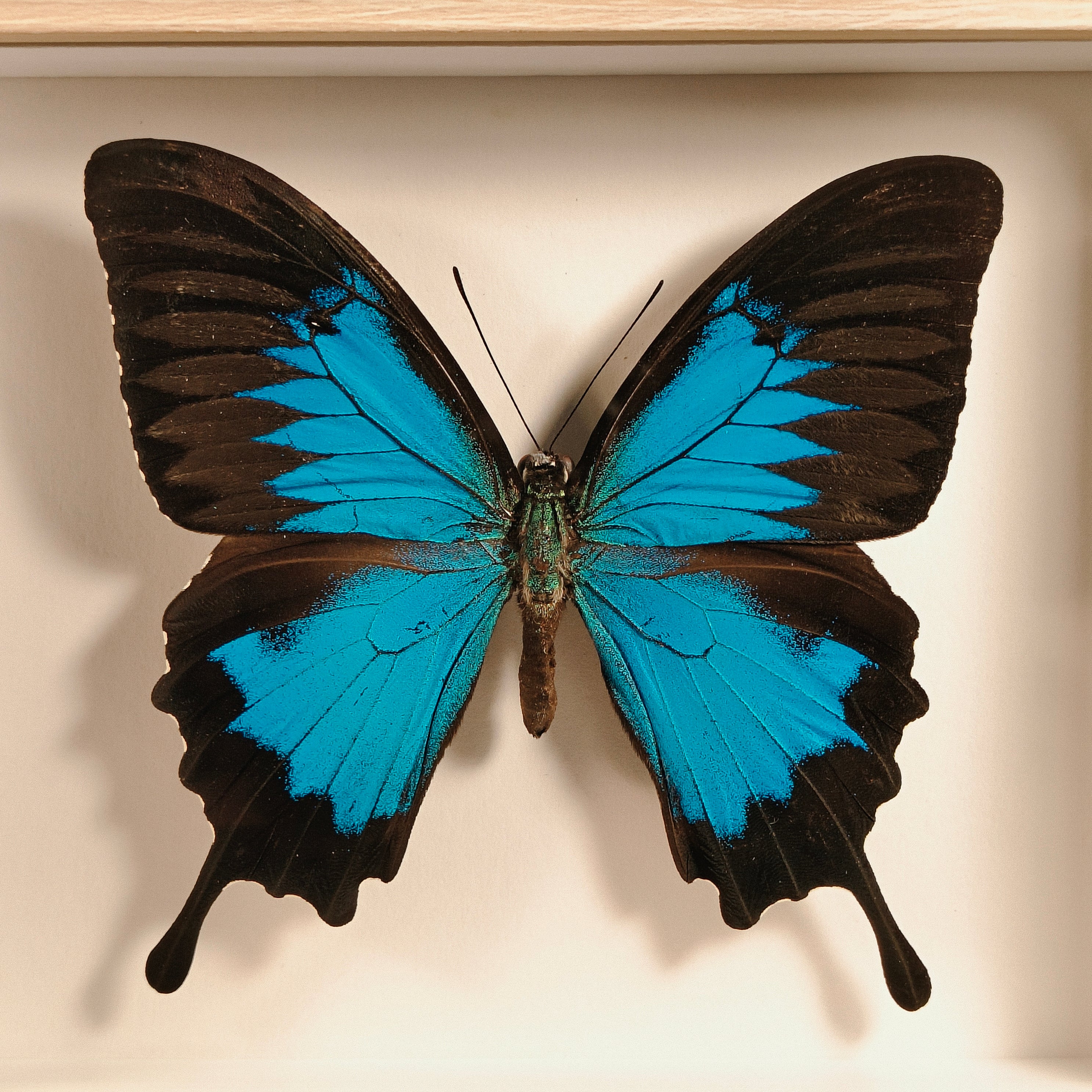 Papilio ulysses