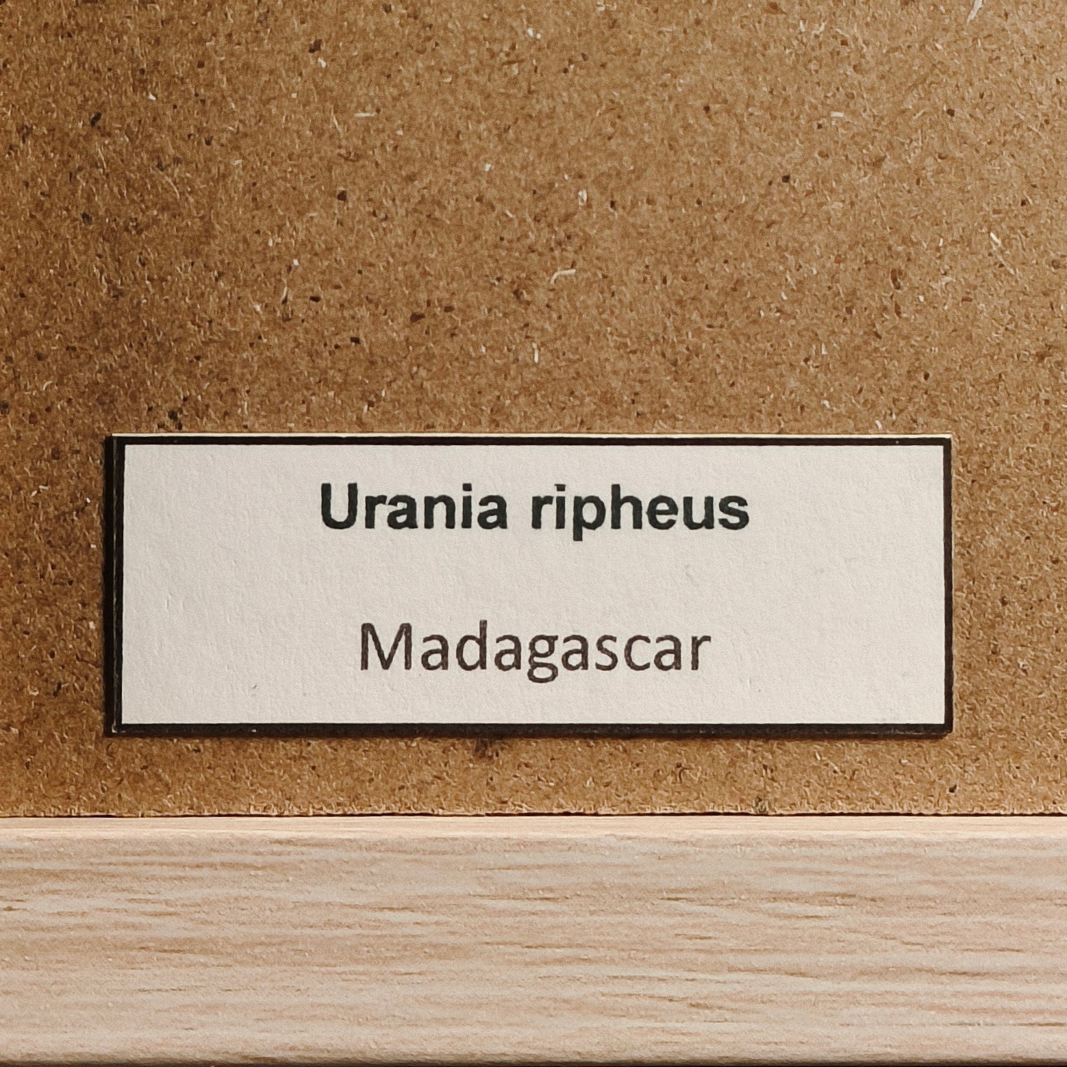 Urania ripheus (Chrysiridia rhipheus)