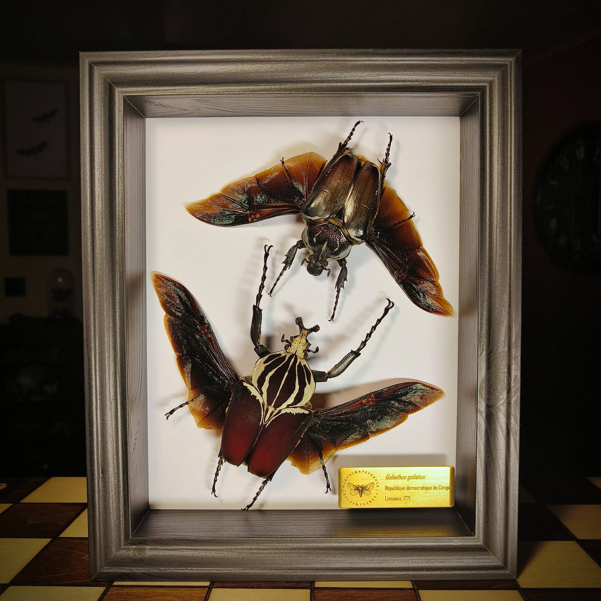 Premium - Goliathus goliatus