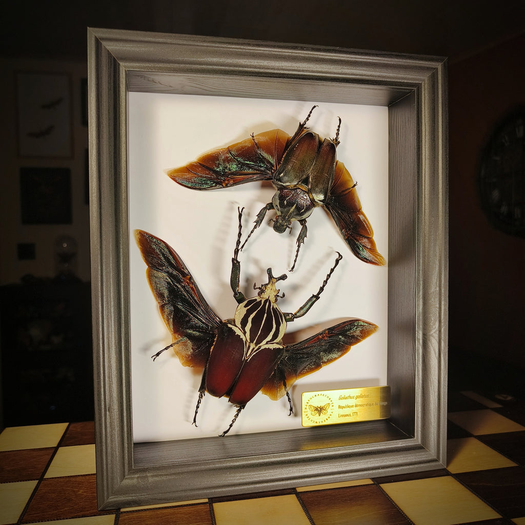 Premium - Goliathus goliatus