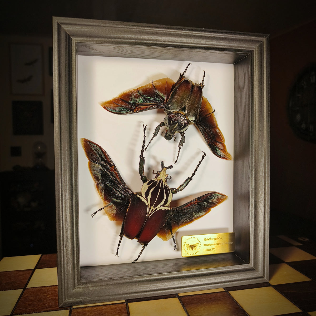 Premium - Goliathus goliatus