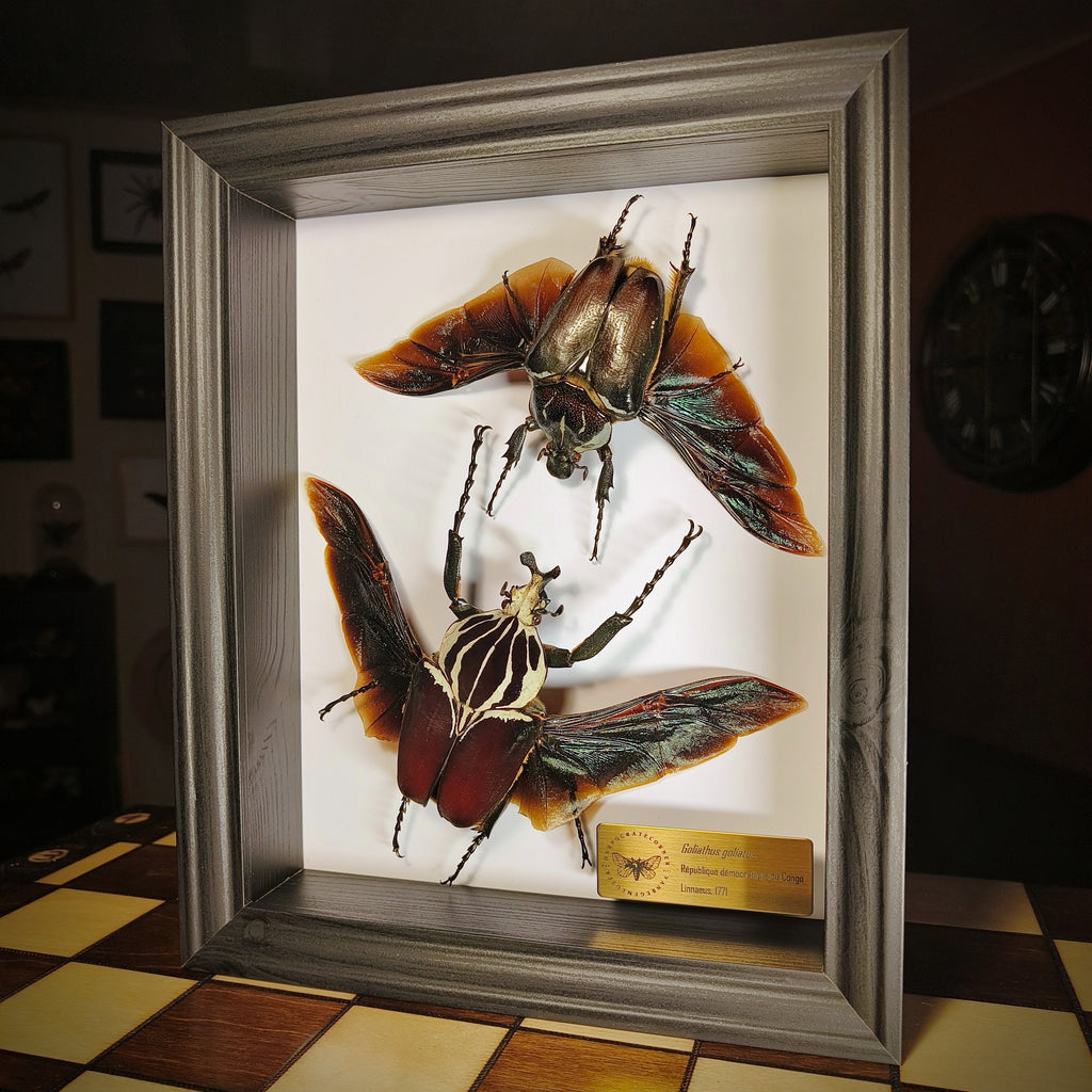 Premium - Goliathus goliatus