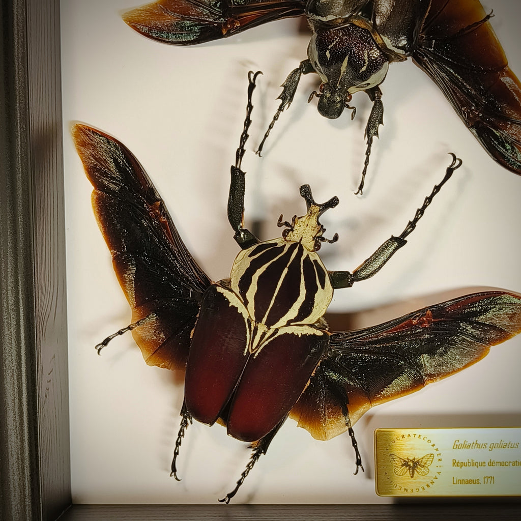 Premium - Goliathus goliatus