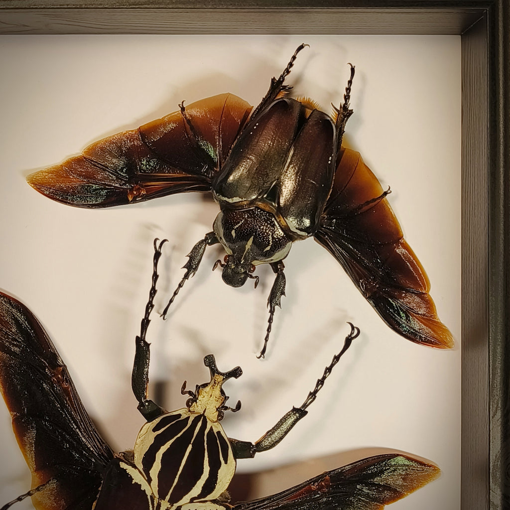 Premium - Goliathus goliatus