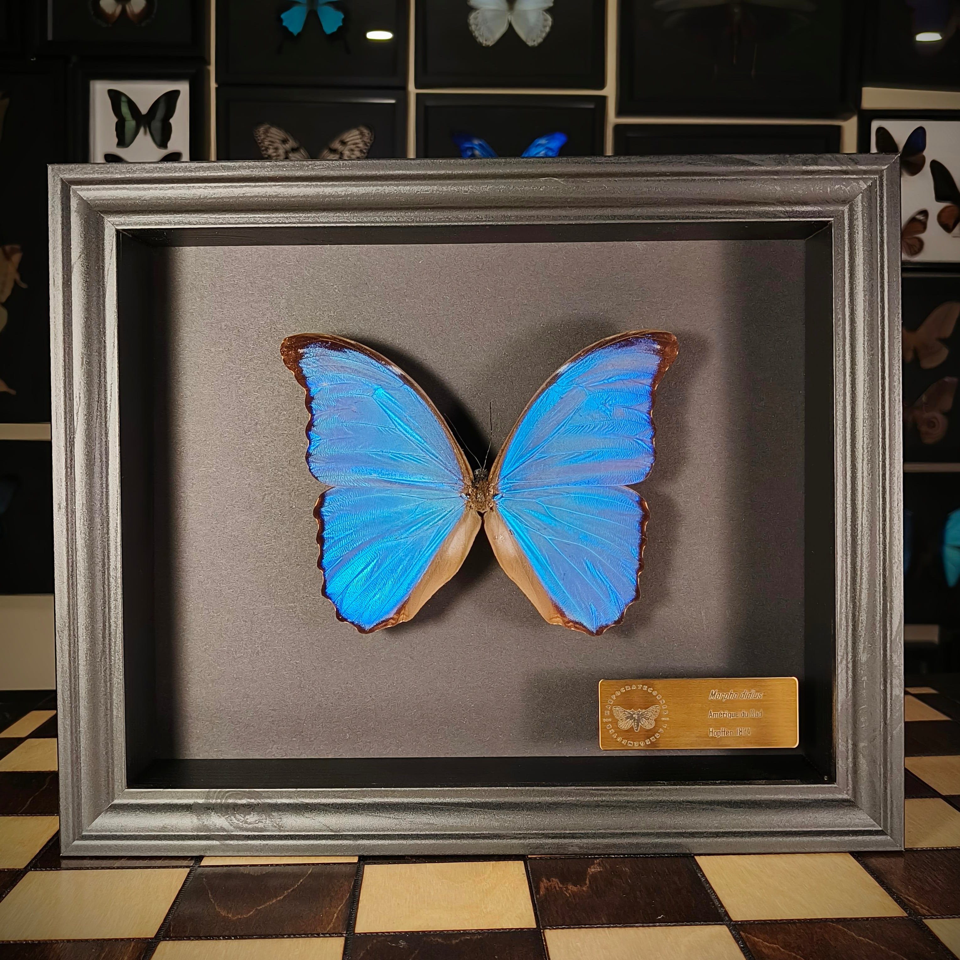 Premium - Morpho didius