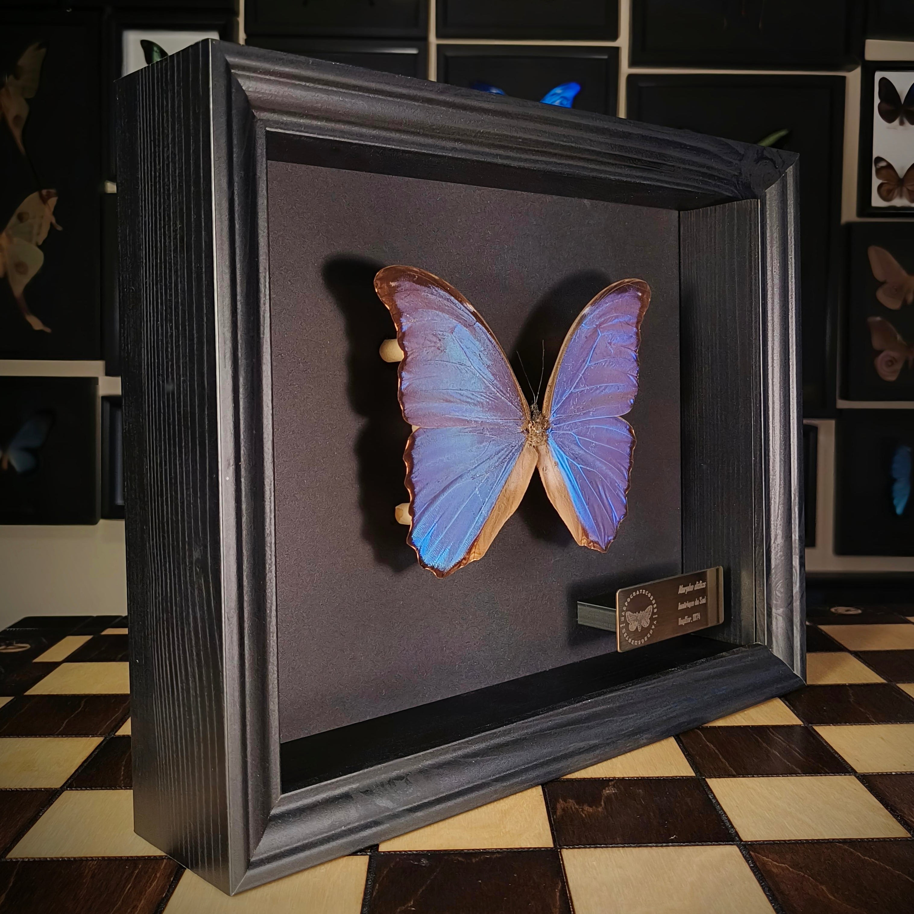 Premium - Morpho didius