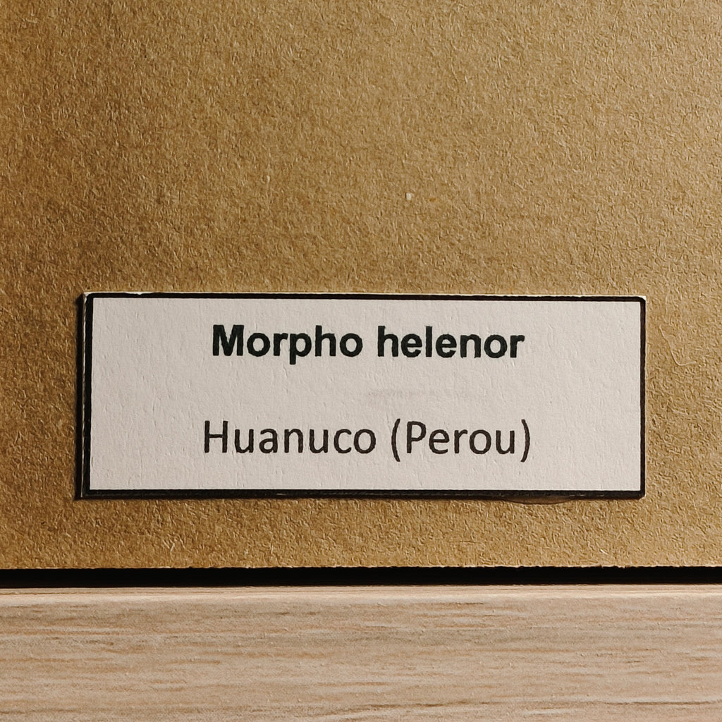 Morpho helenor