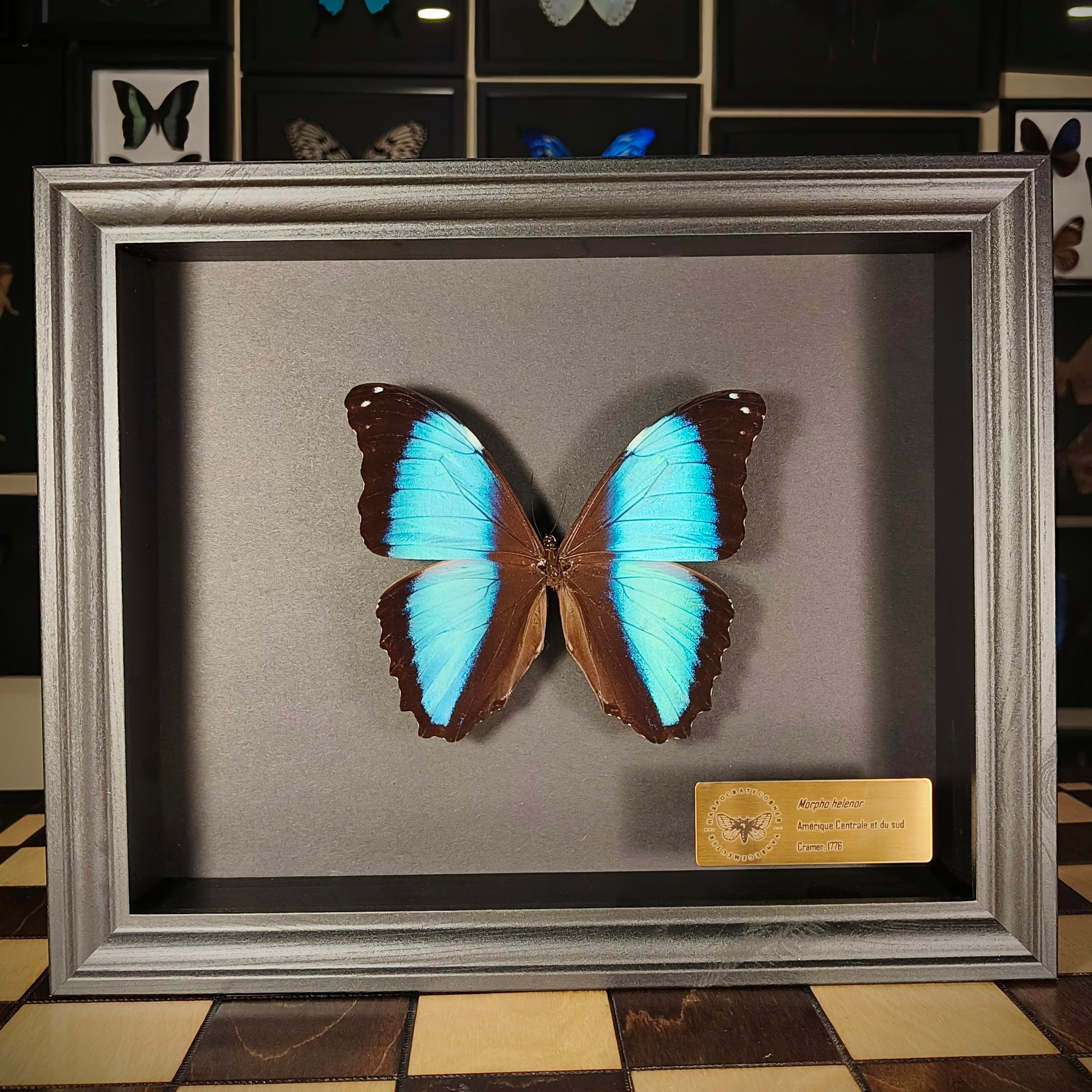 Premium - Morpho helenor