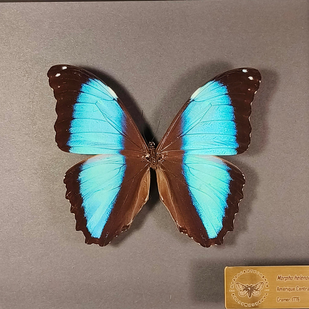 Premium - Morpho helenor