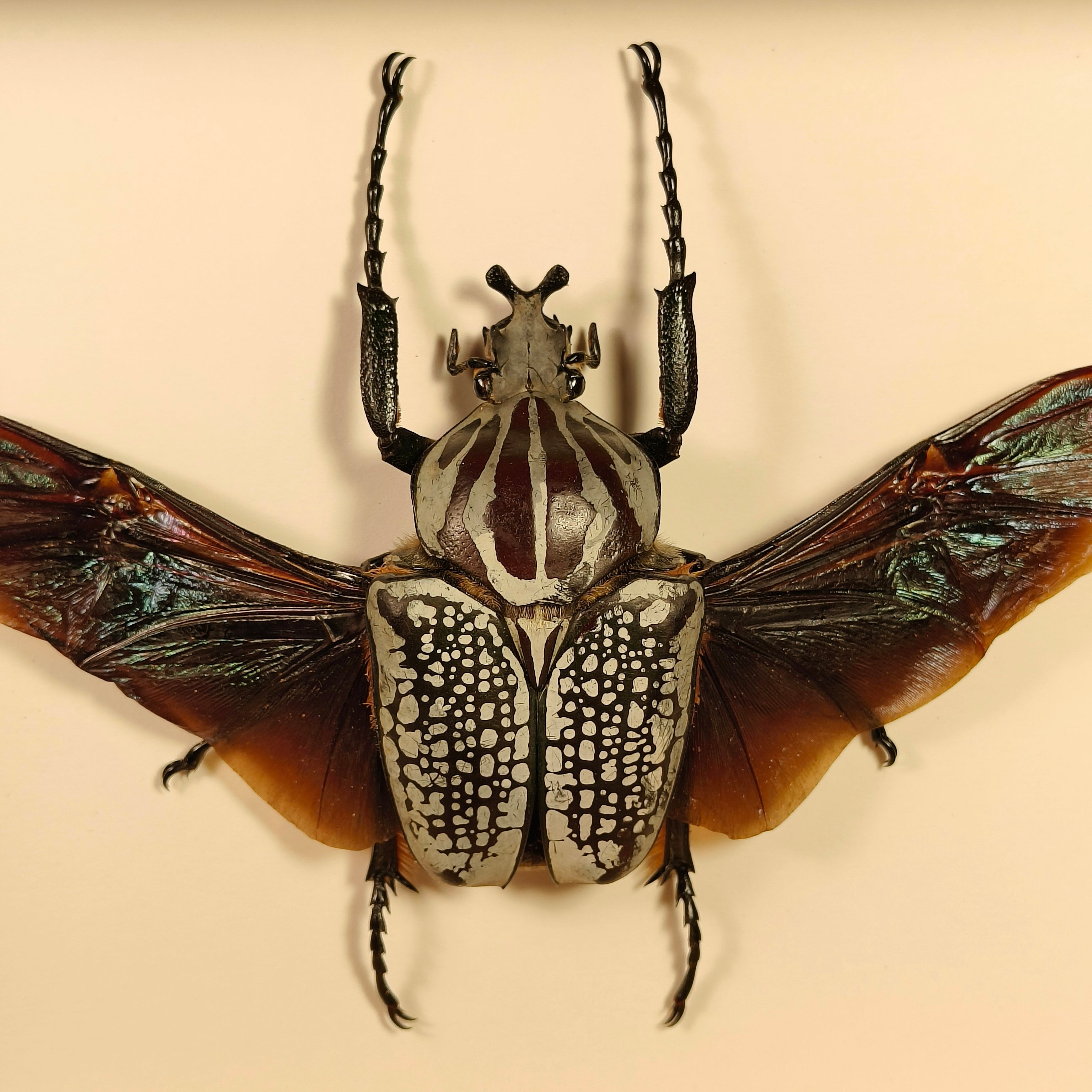 Goliathus goliatus meleagris