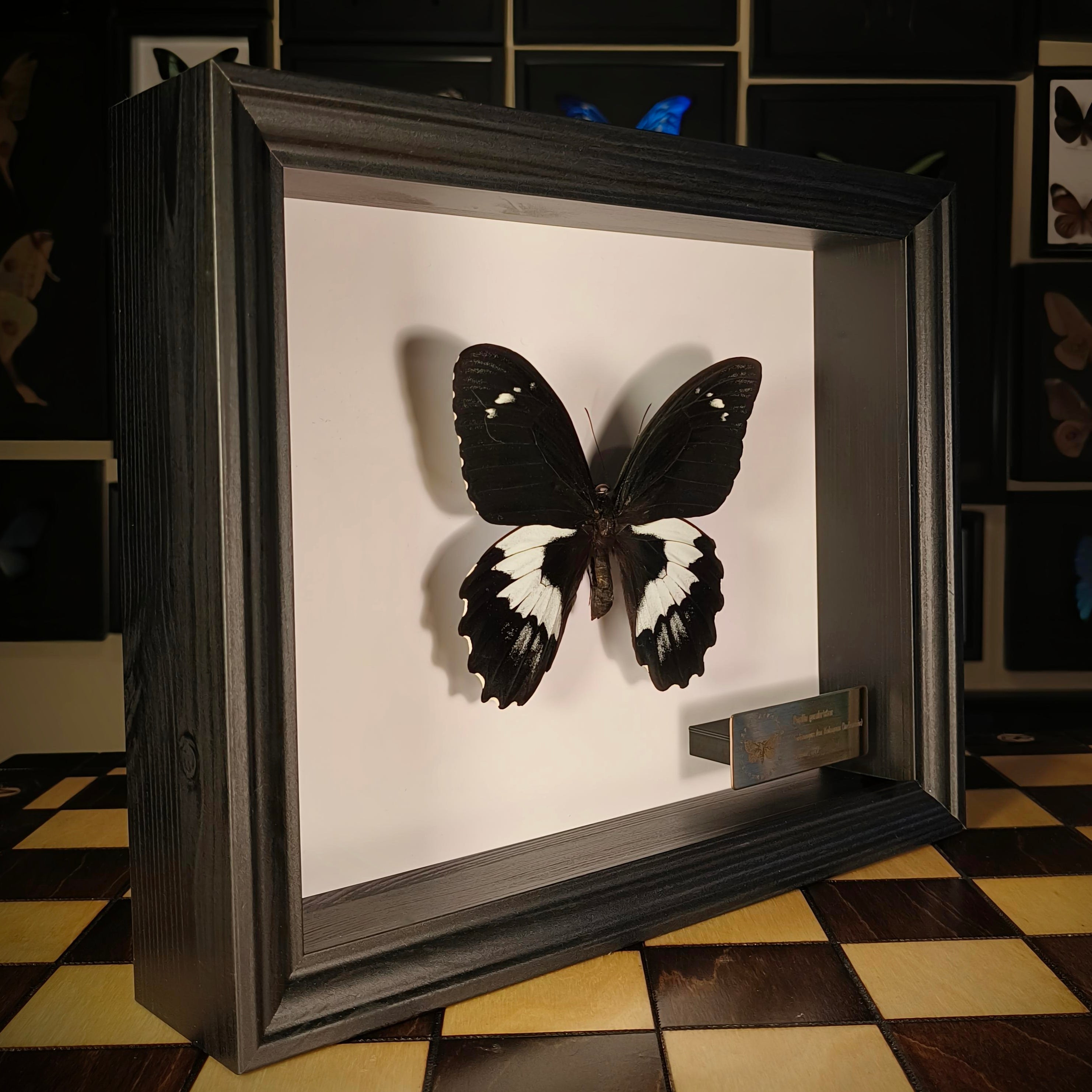 Premium - Papilio gambrisius