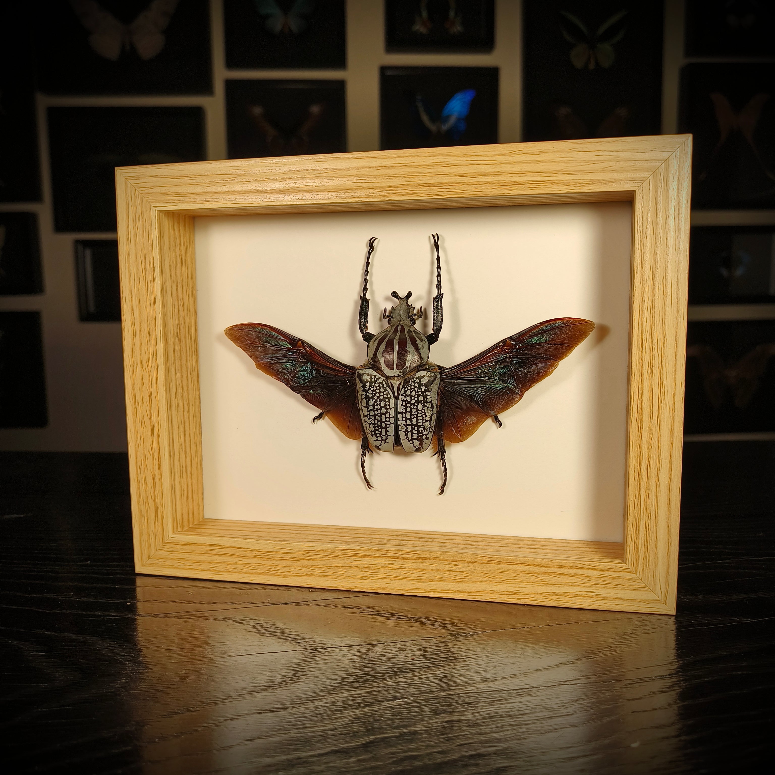 Goliathus goliatus meleagris
