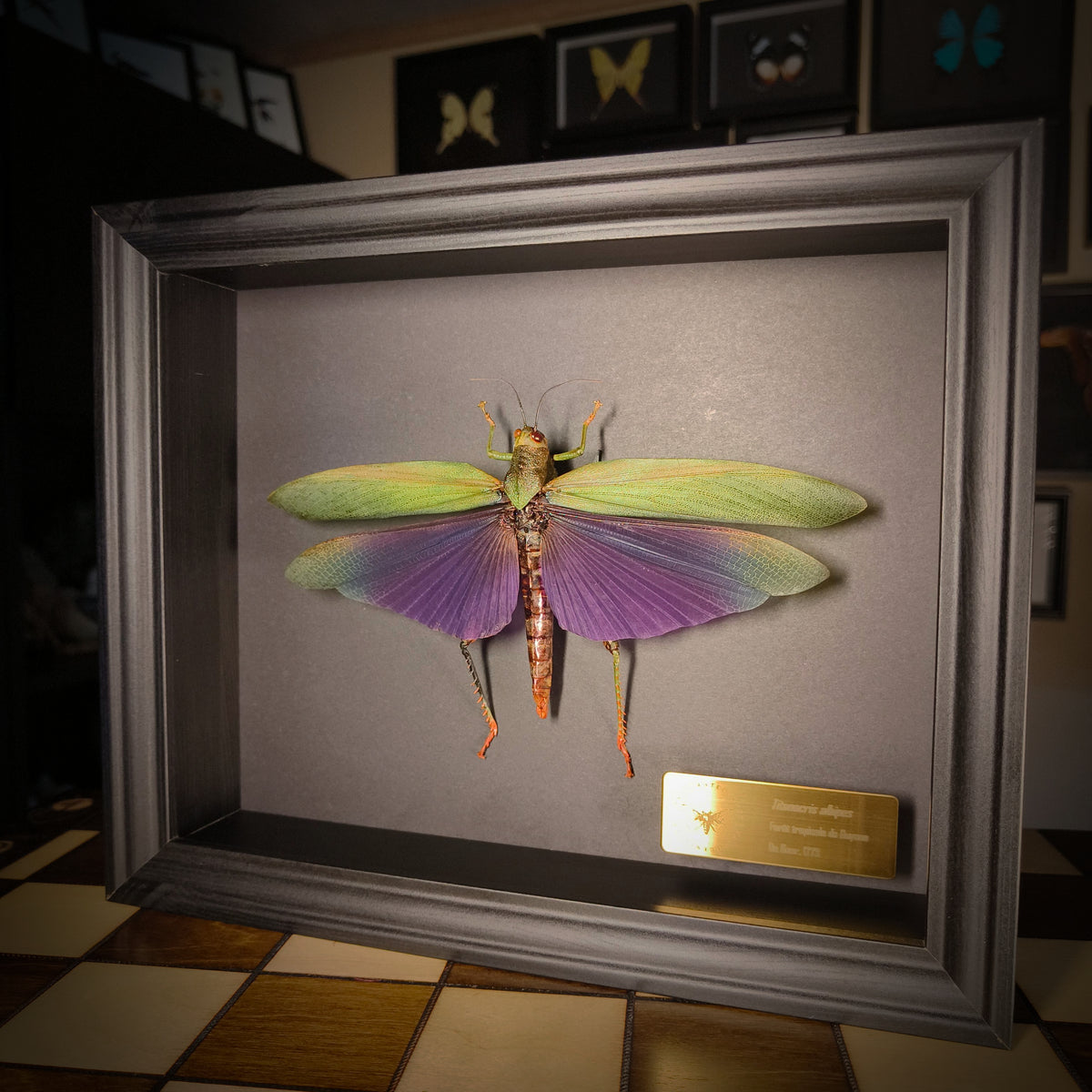 Premium - Titanacris albipes