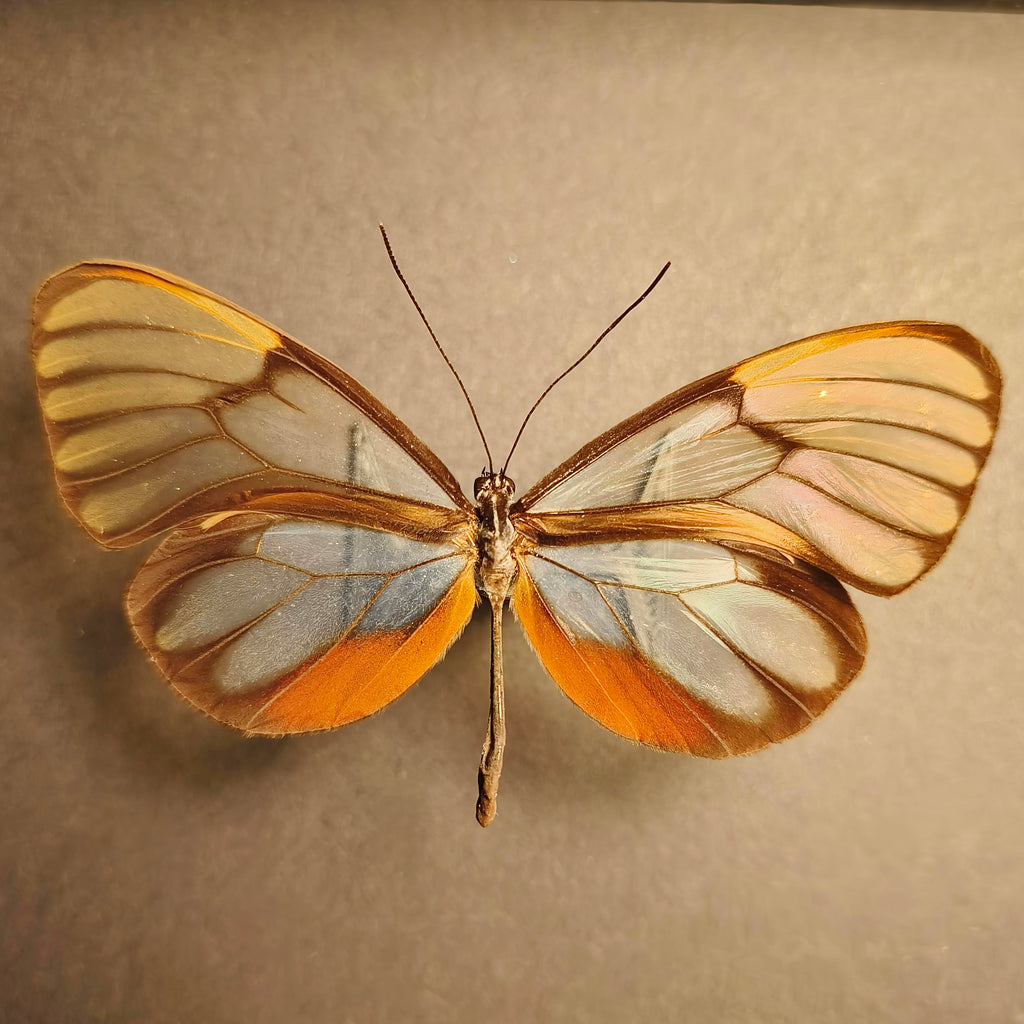 Premium - Godyris duilia, Aphrissa fluminensis, Haetera piera
