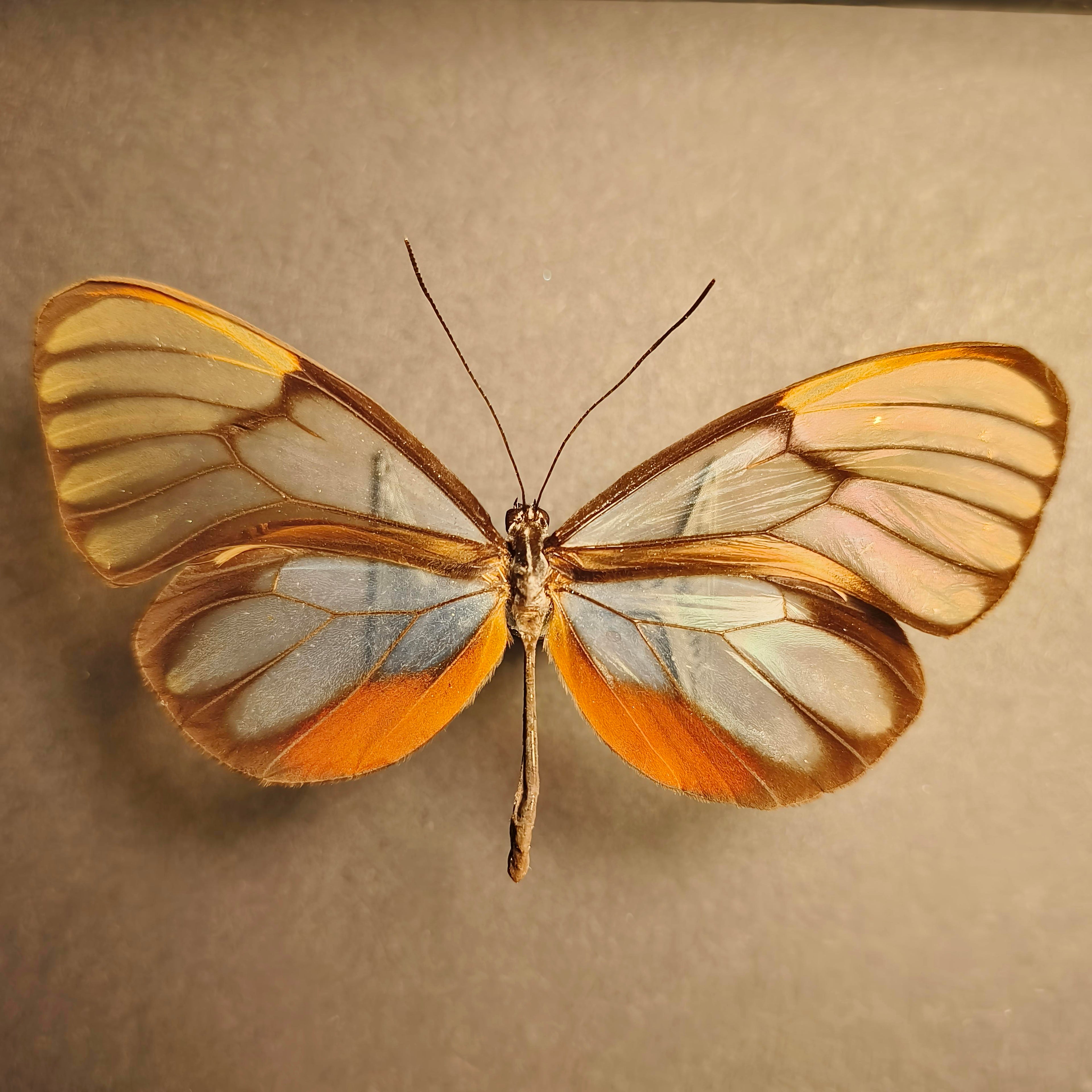 Premium - Godyris duilia, Aphrissa fluminensis, Haetera piera