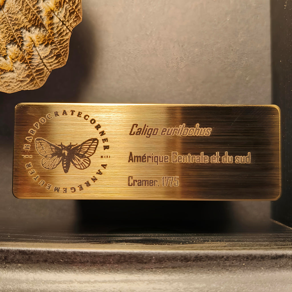 Premium - Caligo eurilochus