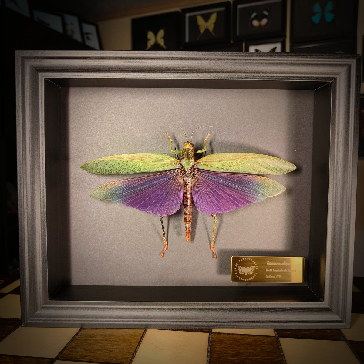 Premium - Titanacris albipes