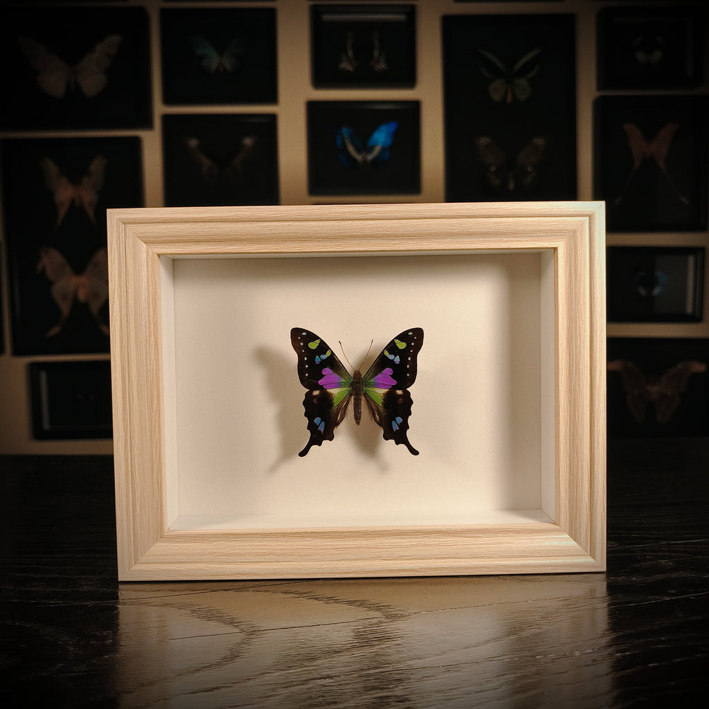 Graphium weiskei