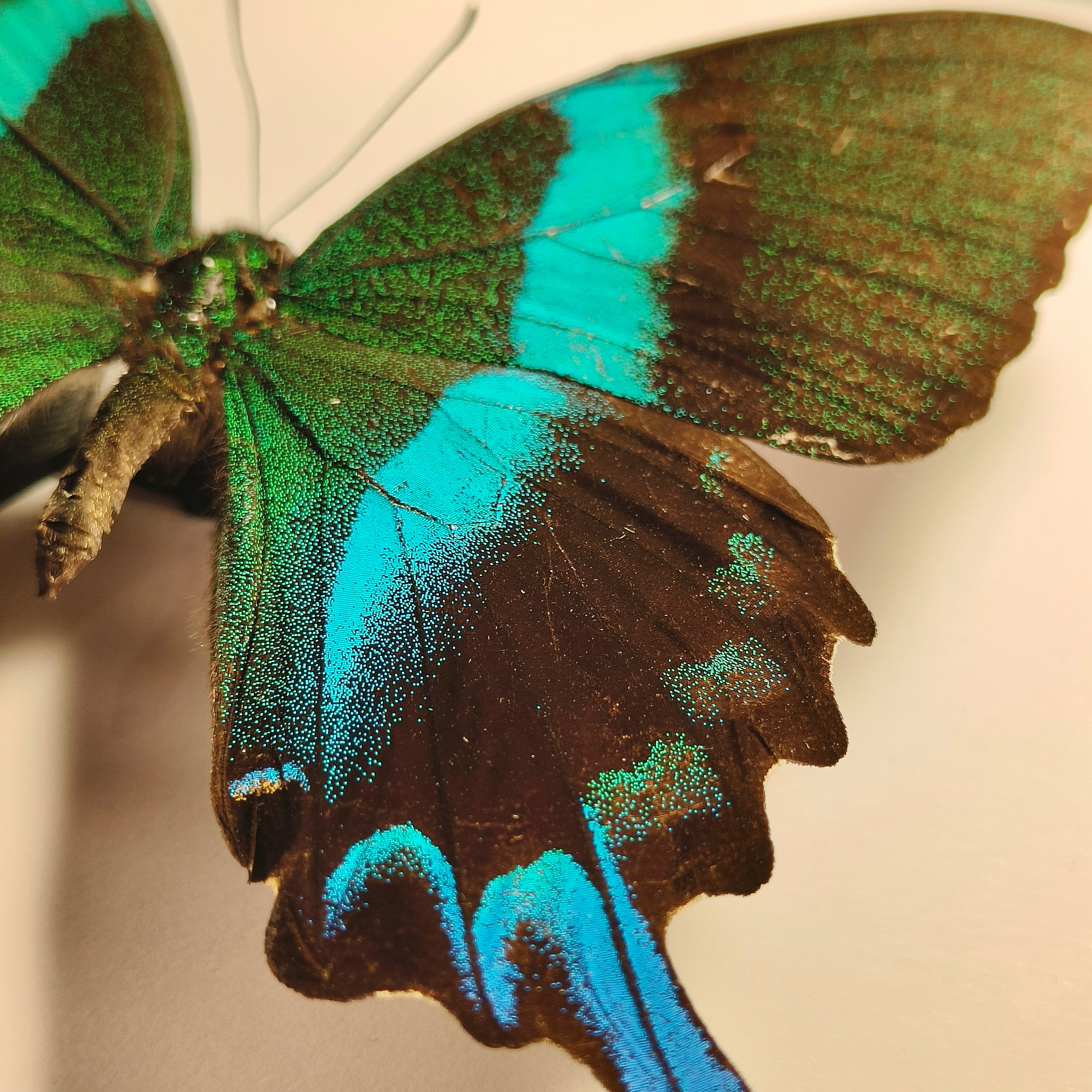 Premium - Papilio blumei