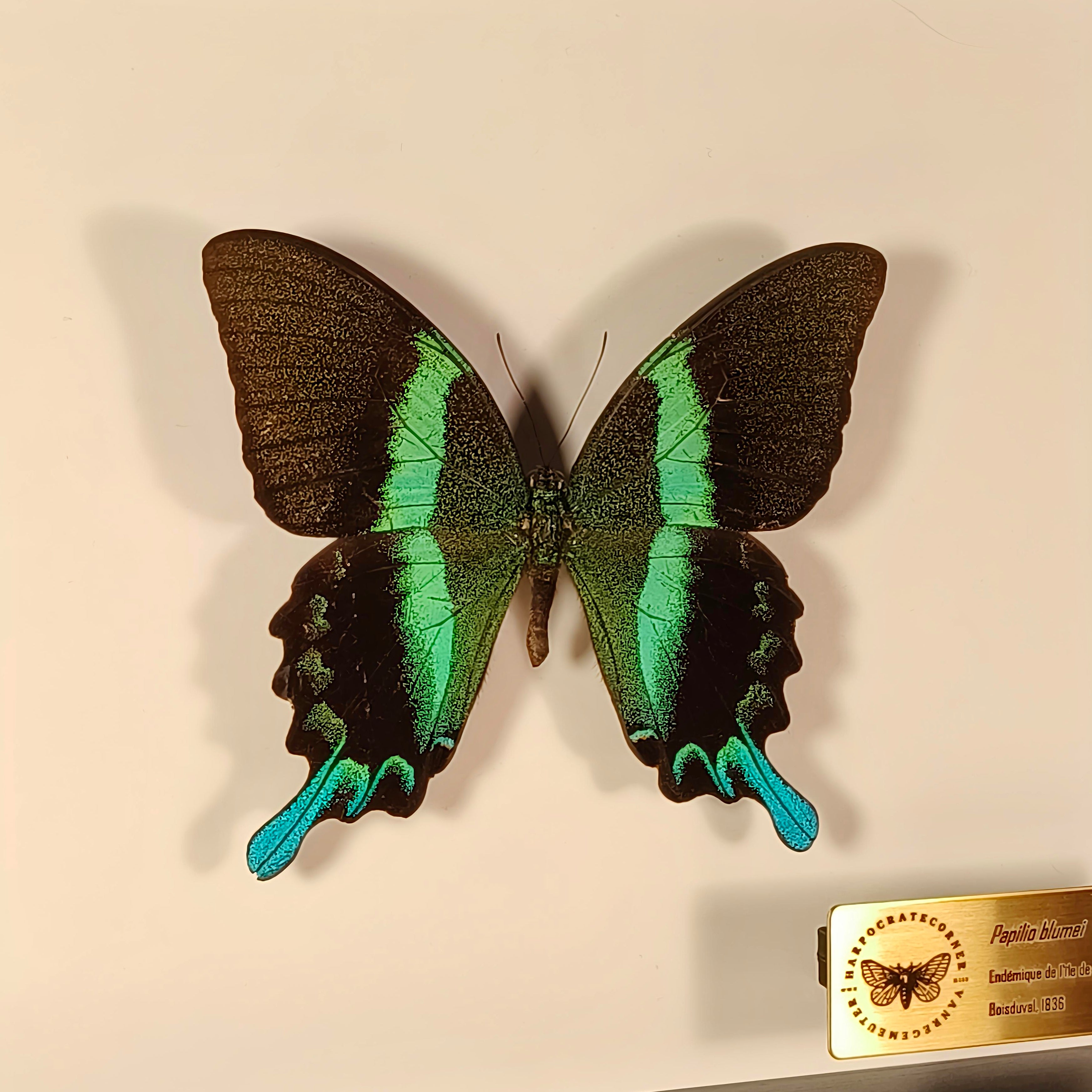 Premium - Papilio blumei