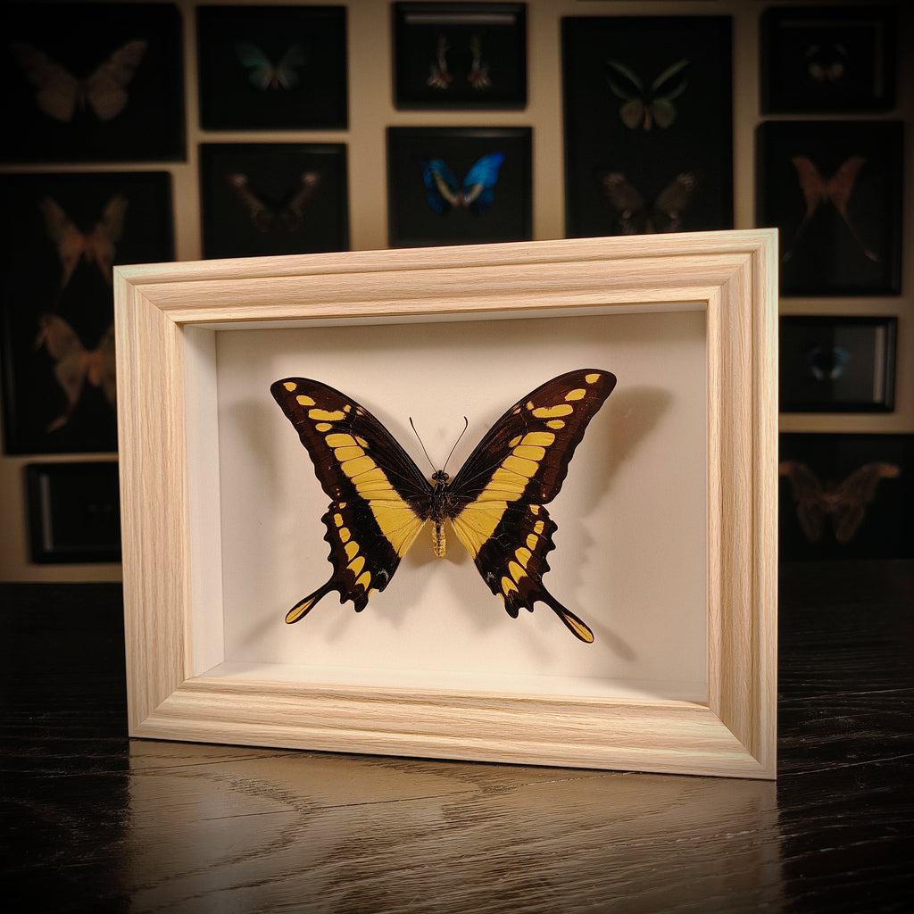 Papilio thoas