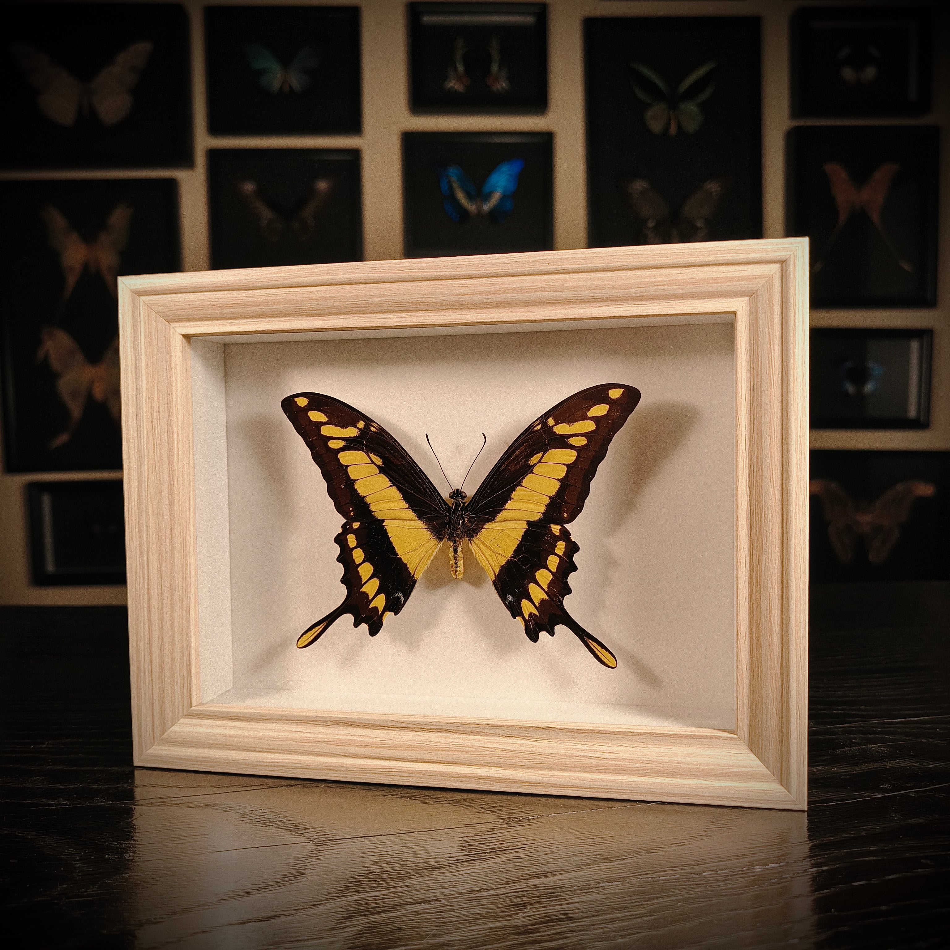 Papilio thoas