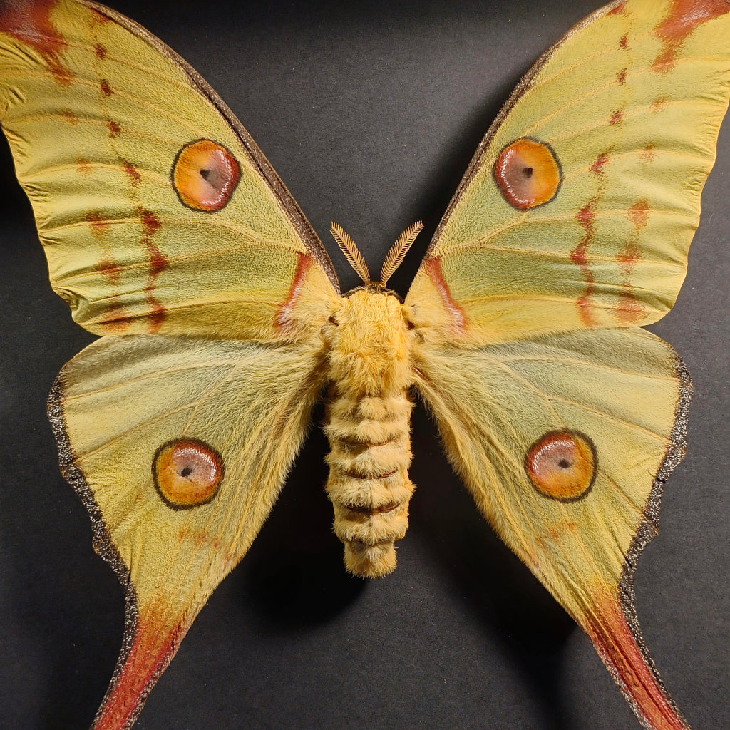 Argema mittrei (Femelle) (pièce unique)