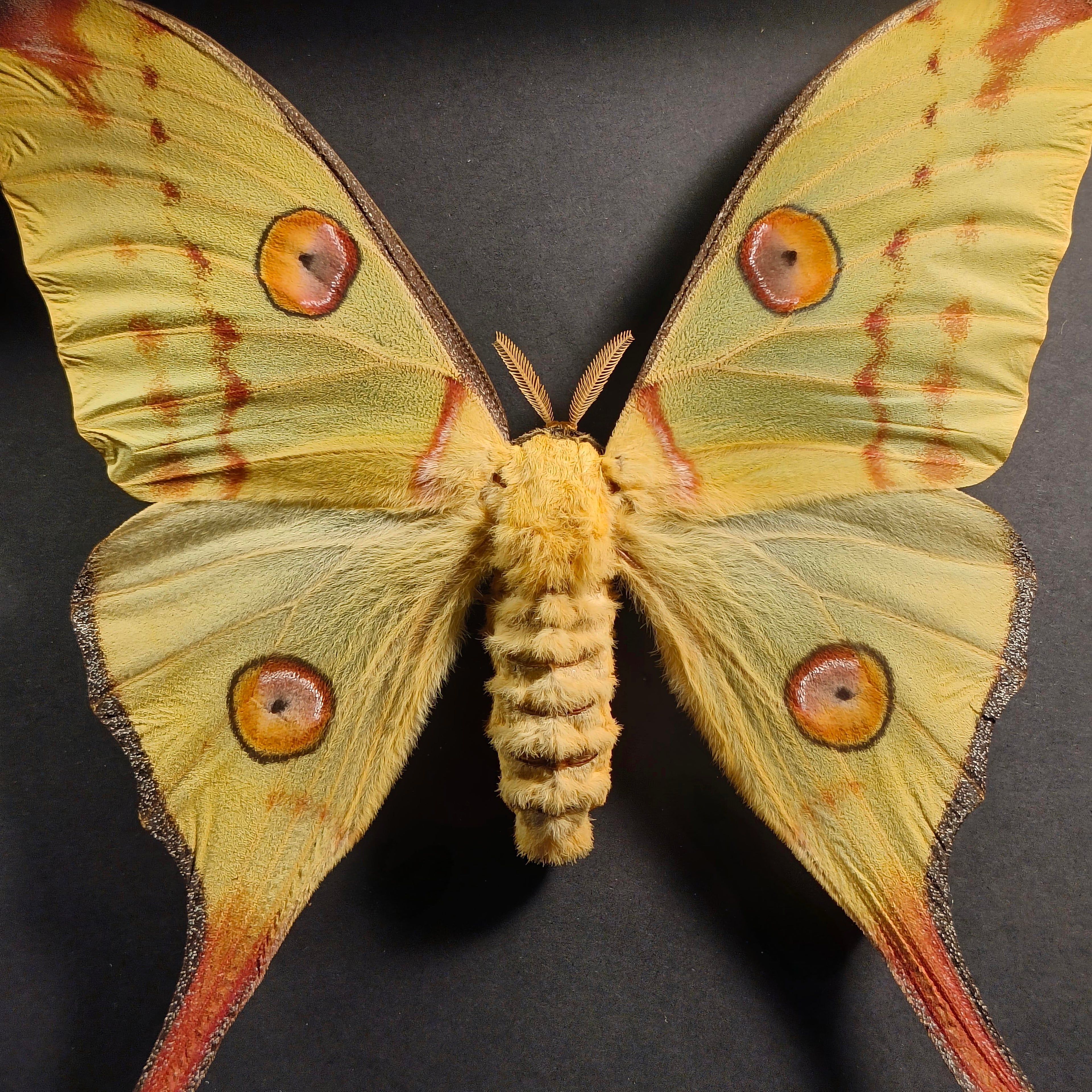 Argema mittrei (Femelle) (pièce unique)