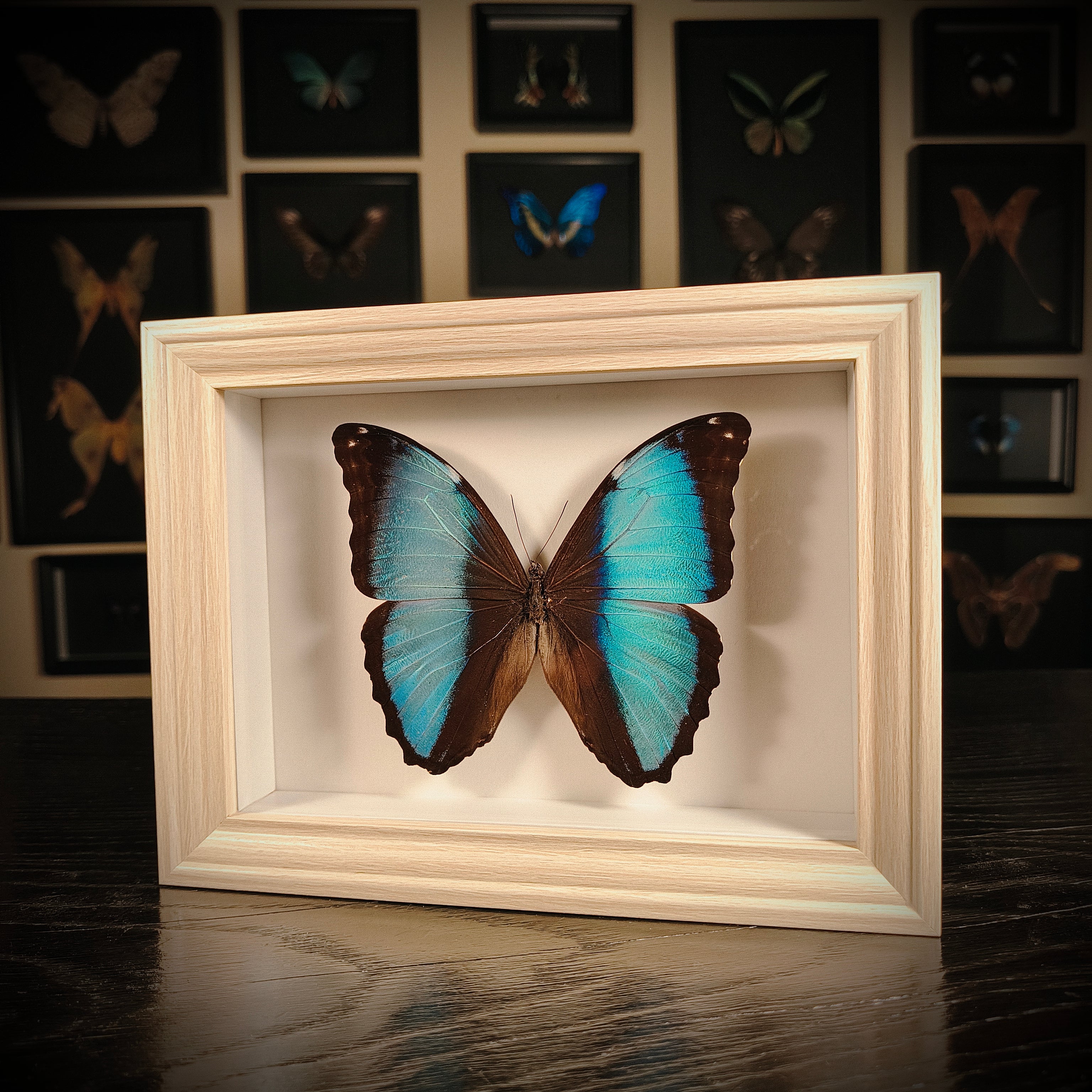 Morpho helenor